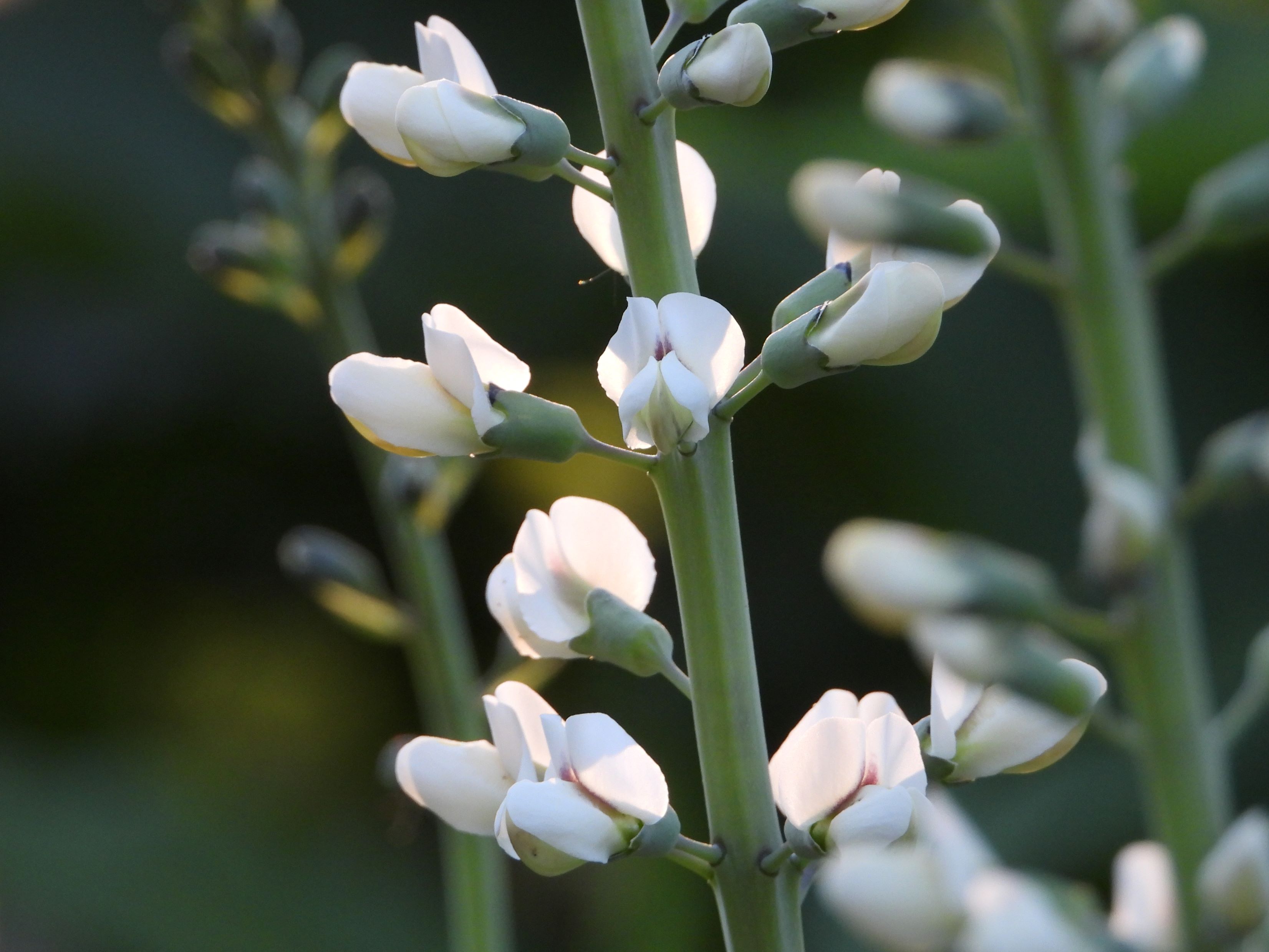 Baptisia alba (white wild indigo) flower
