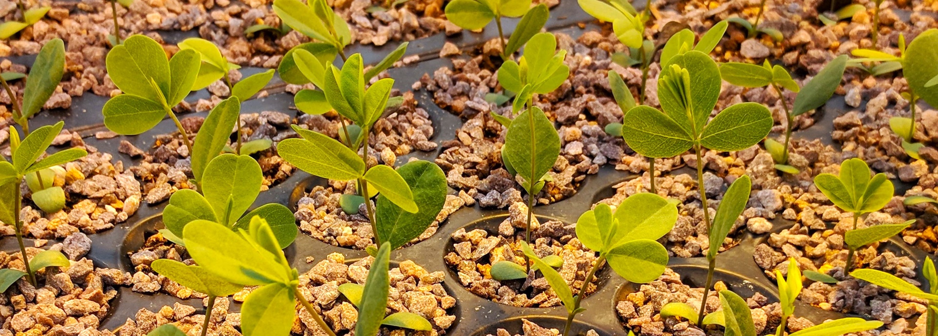 Baptisia alba (white wild indigo) header image