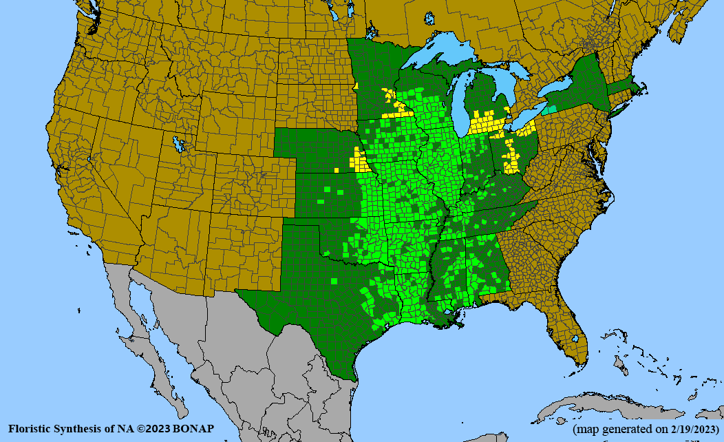 Baptisia alba (white wild indigo) BONAP map