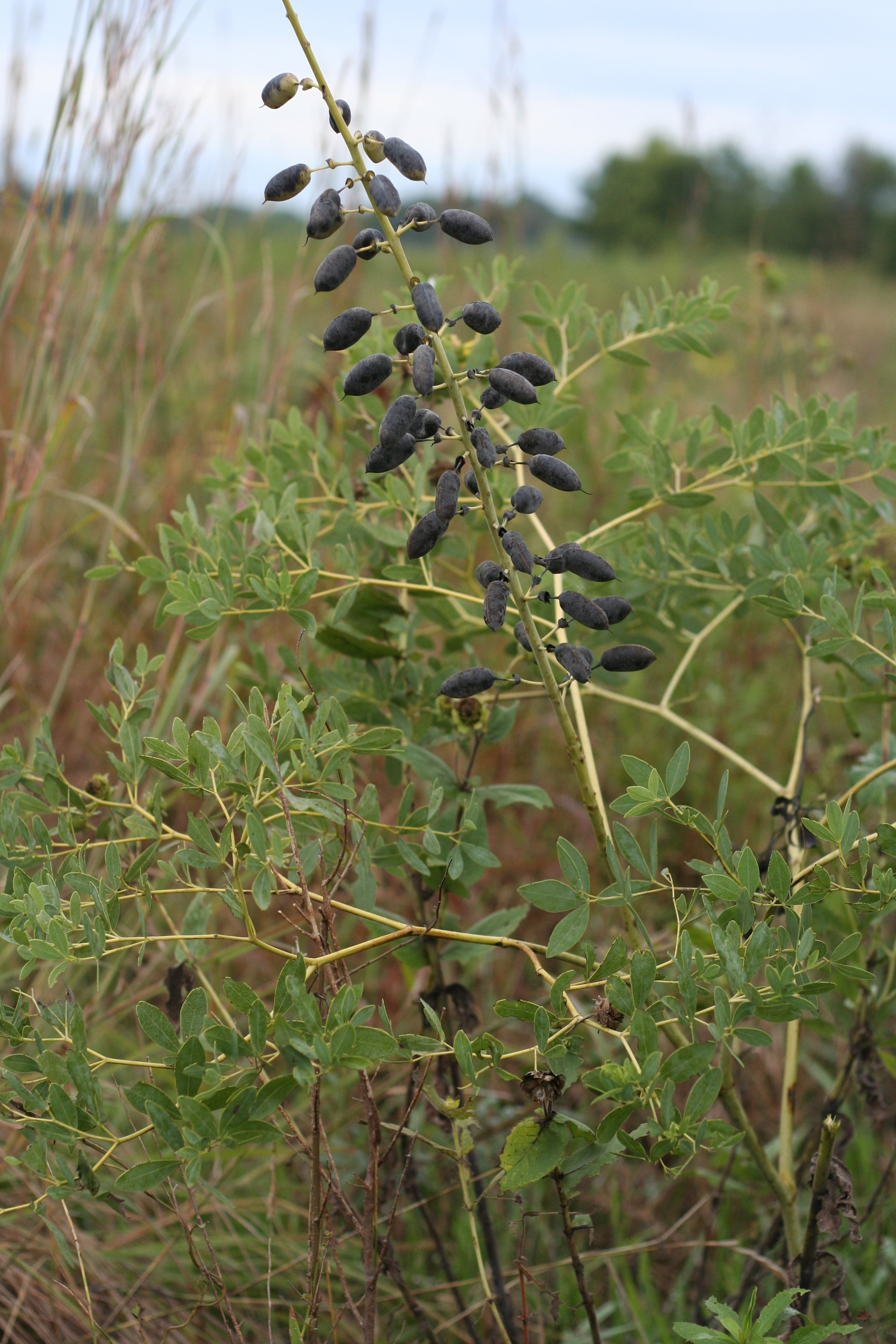Baptisia alba (white wild indigo) seed pods and leaves