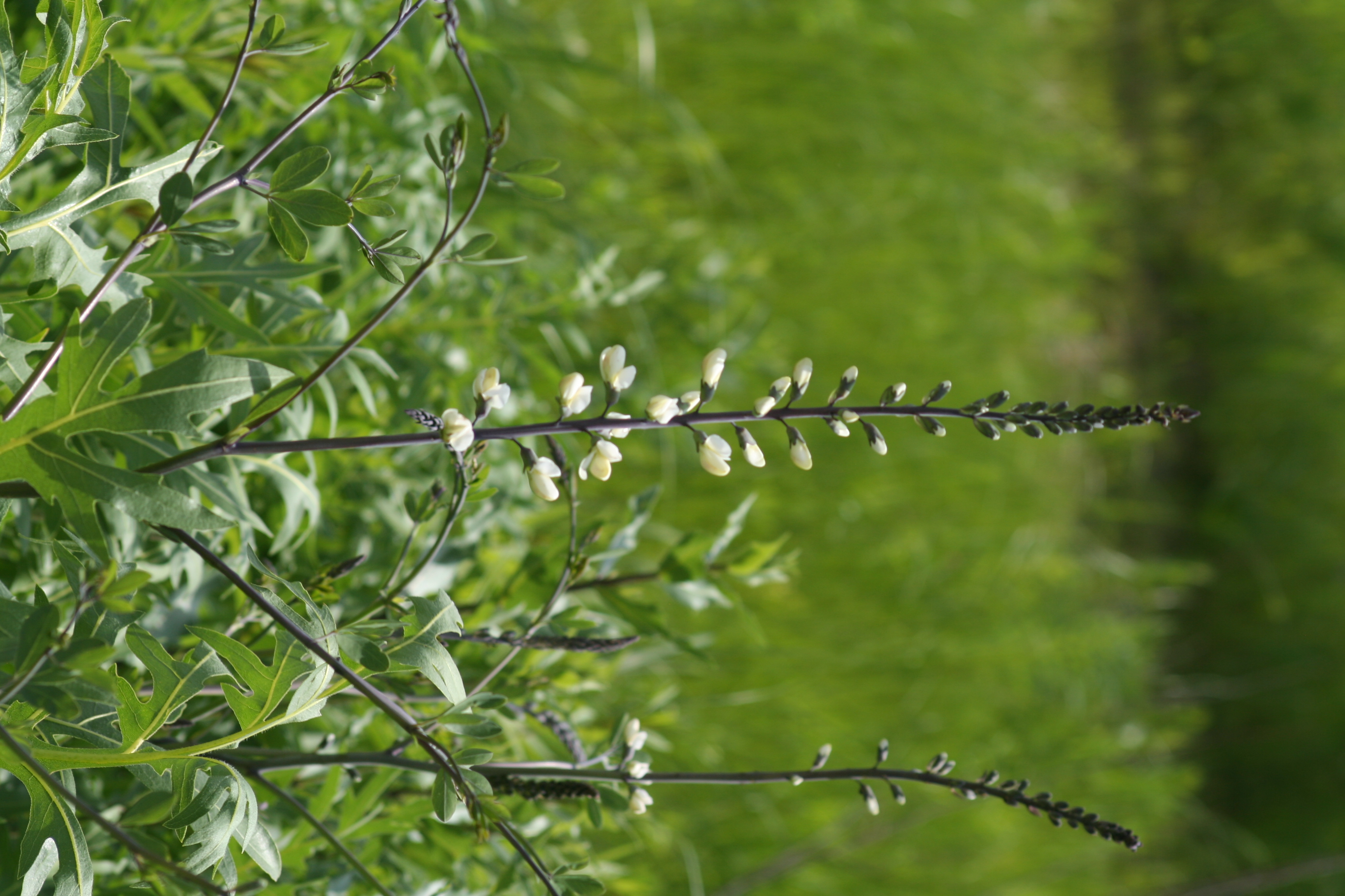 Baptisia alba (white wild indigo) whole plant