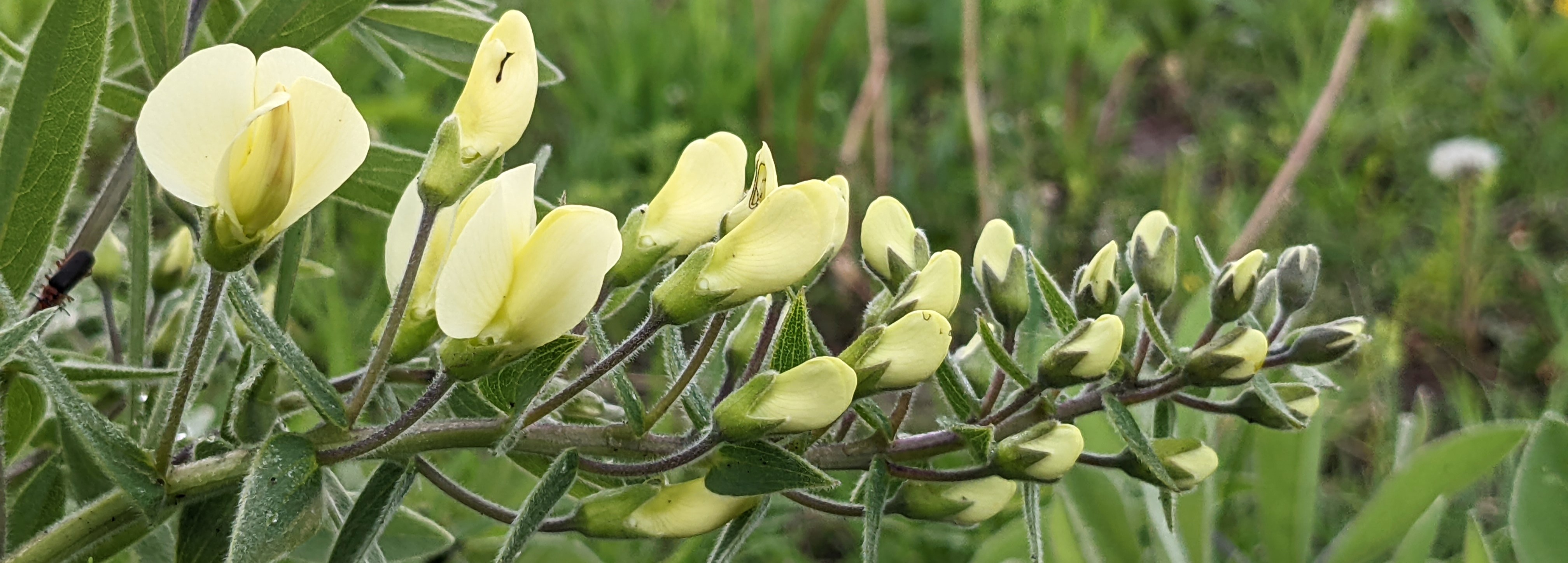 Baptisia bracteata (longbract wild indigo) header image