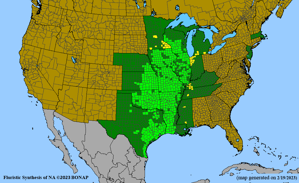 Baptisia bracteata (longbract wild indigo) BONAP map