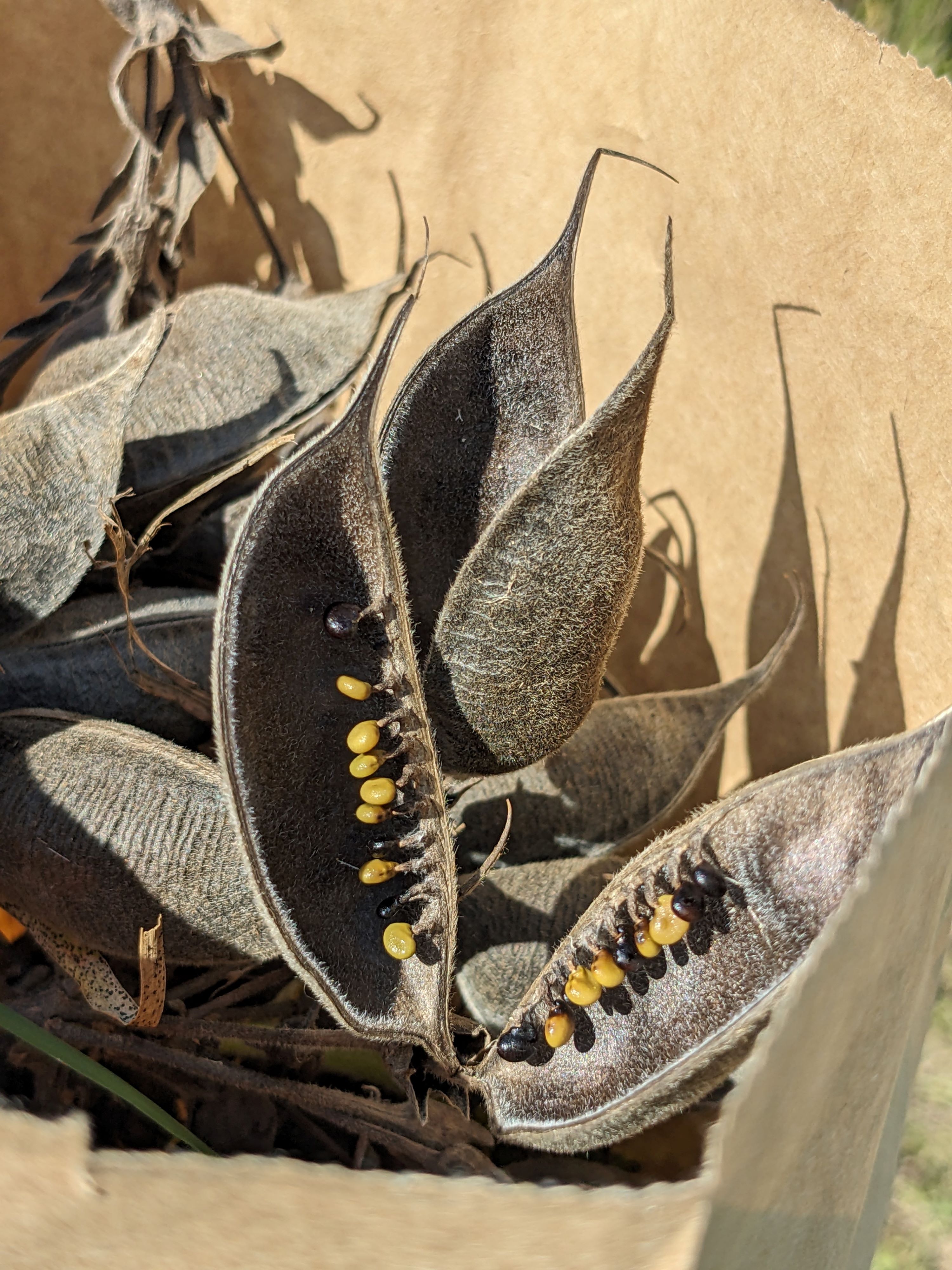 Baptisia bracteata (lonbract wild indigo) seed pods