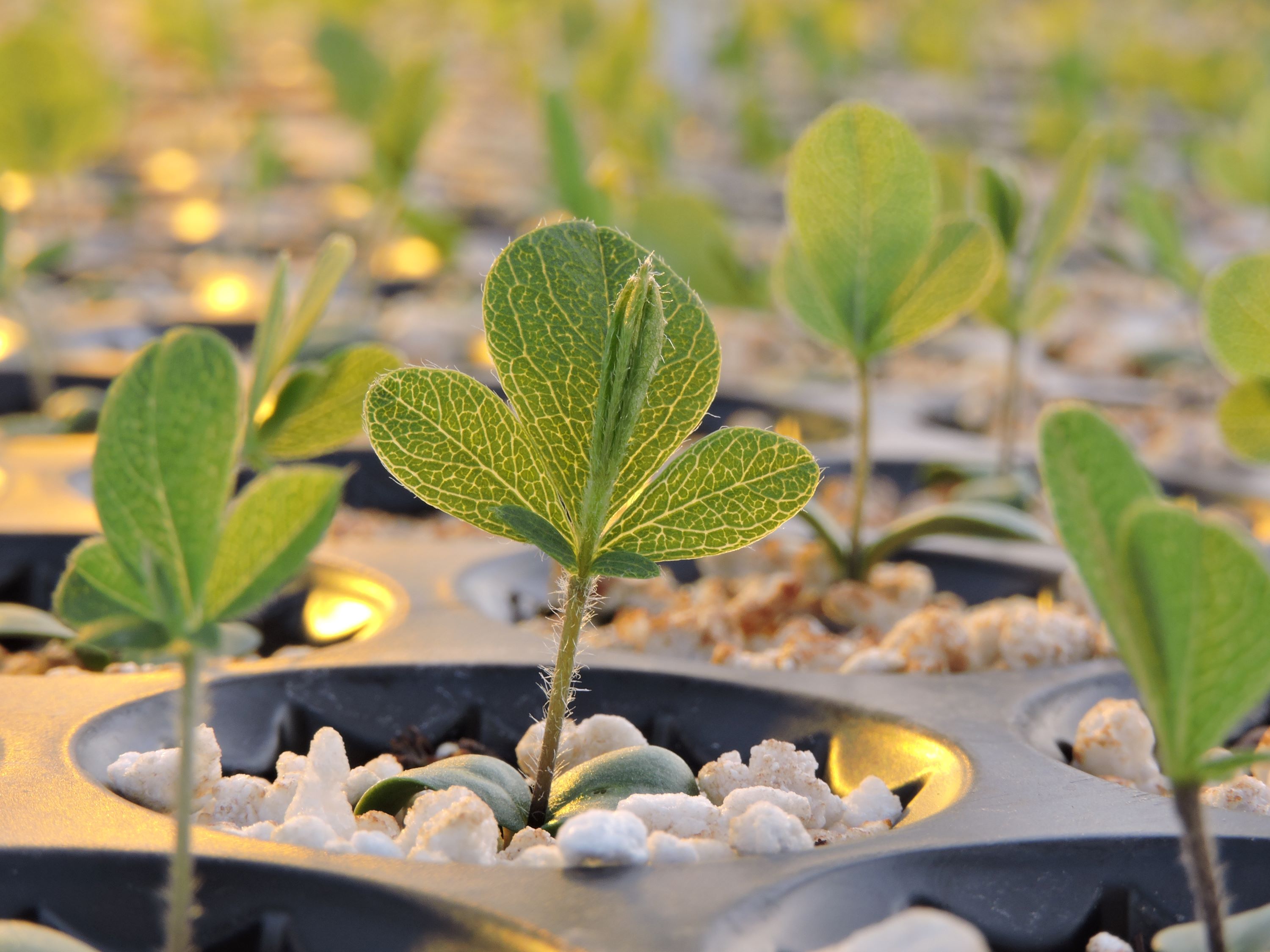 Baptisia bracteata (longbract wild indigo) seedling