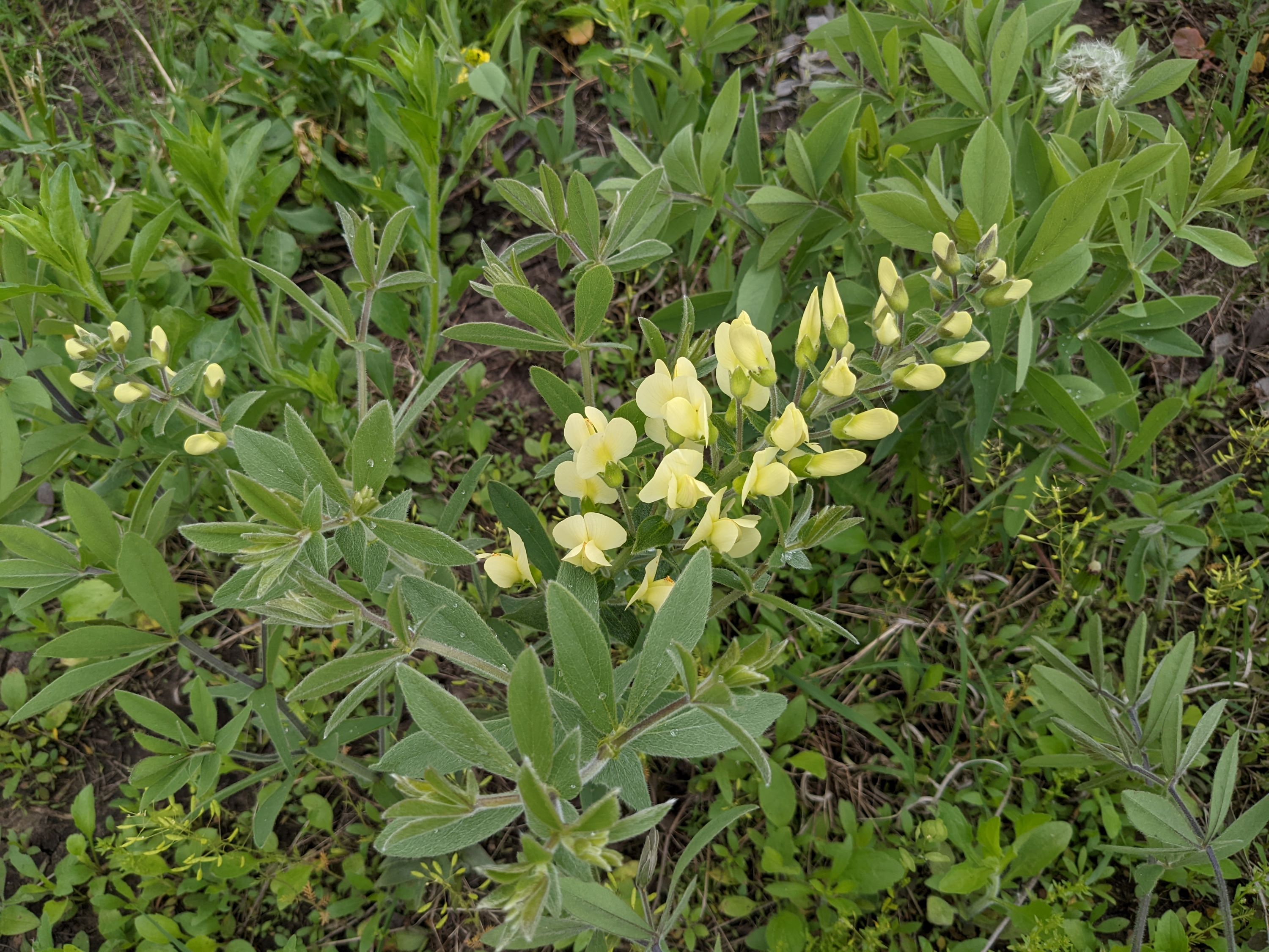 Baptisia bracteata (longbract wild indigo) whole plant