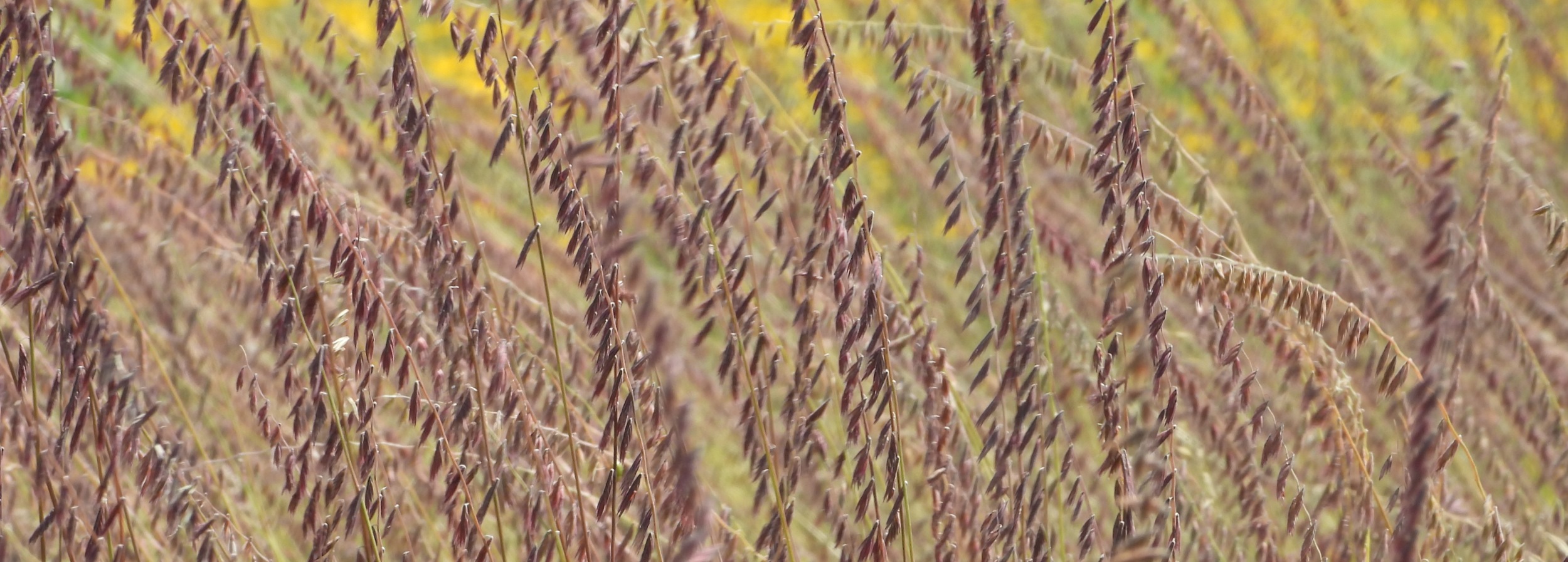 sideoats grama (Bouteloua curtipendula) header