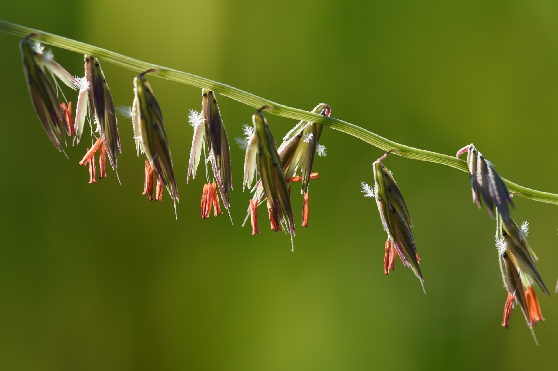 sideoats grama (Bouteloua curtipendula) inflorescence