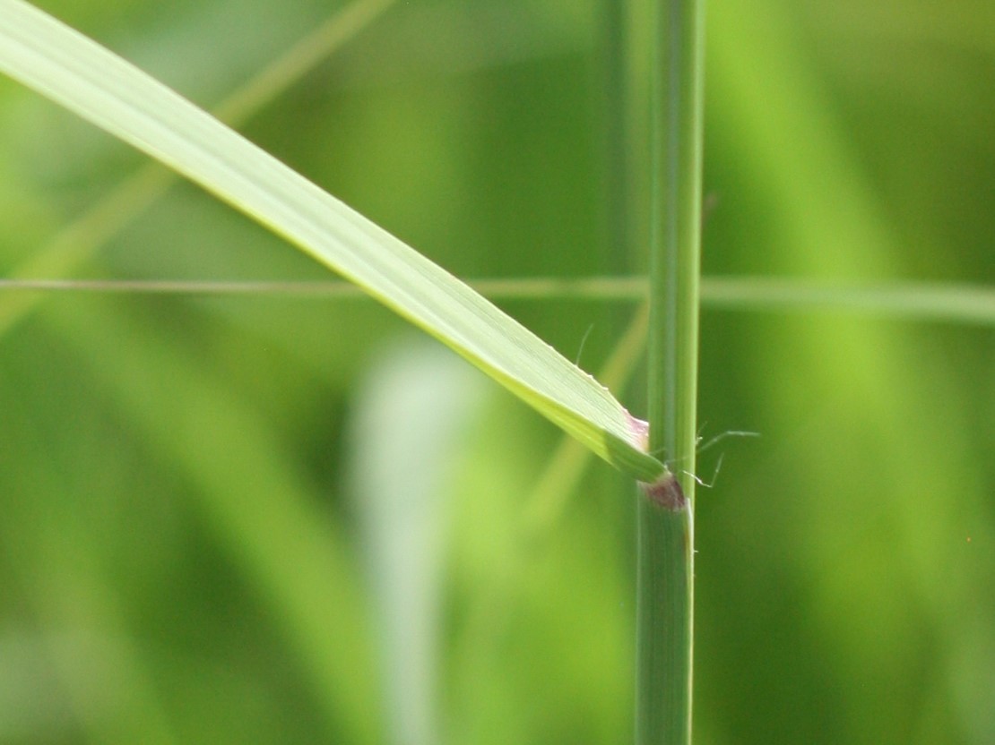 sideoats grama (Bouteloua curtipendula) leaf