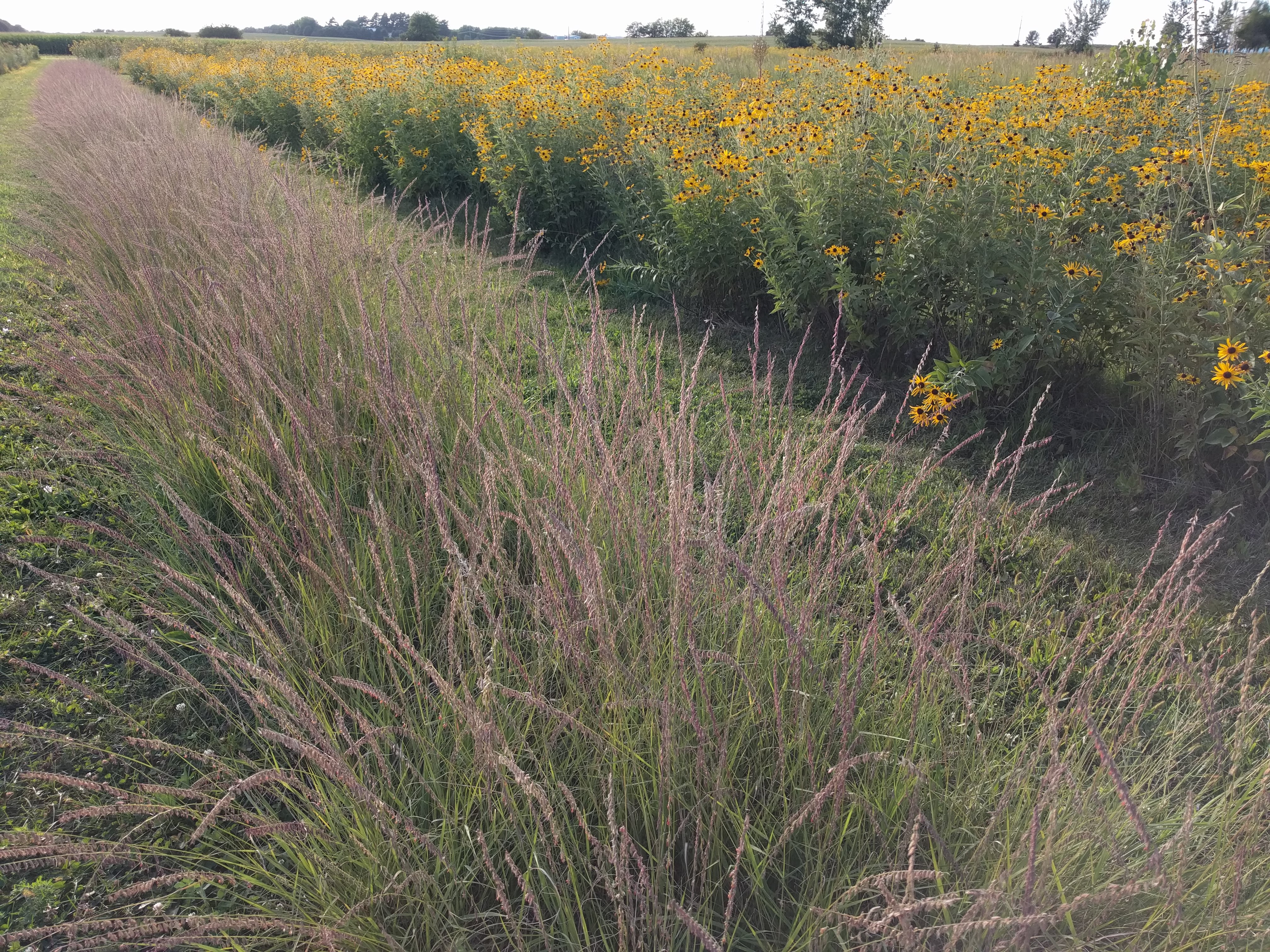 sideoats grama (Bouteloua curtipendula) whole plant