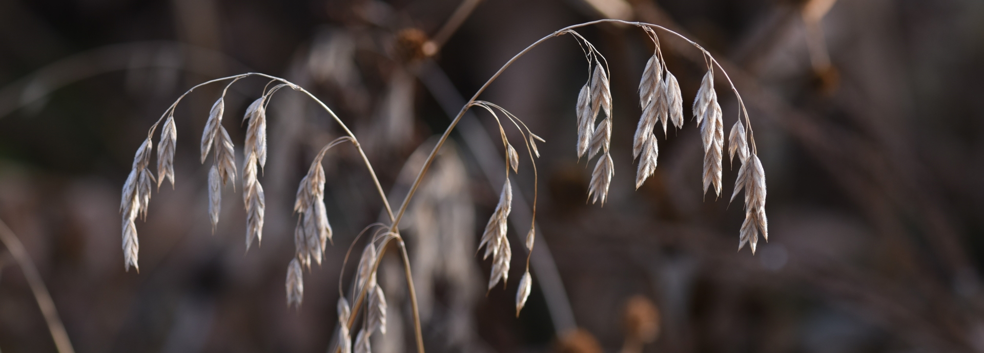 Bromus kalmii (arctic brome) header image