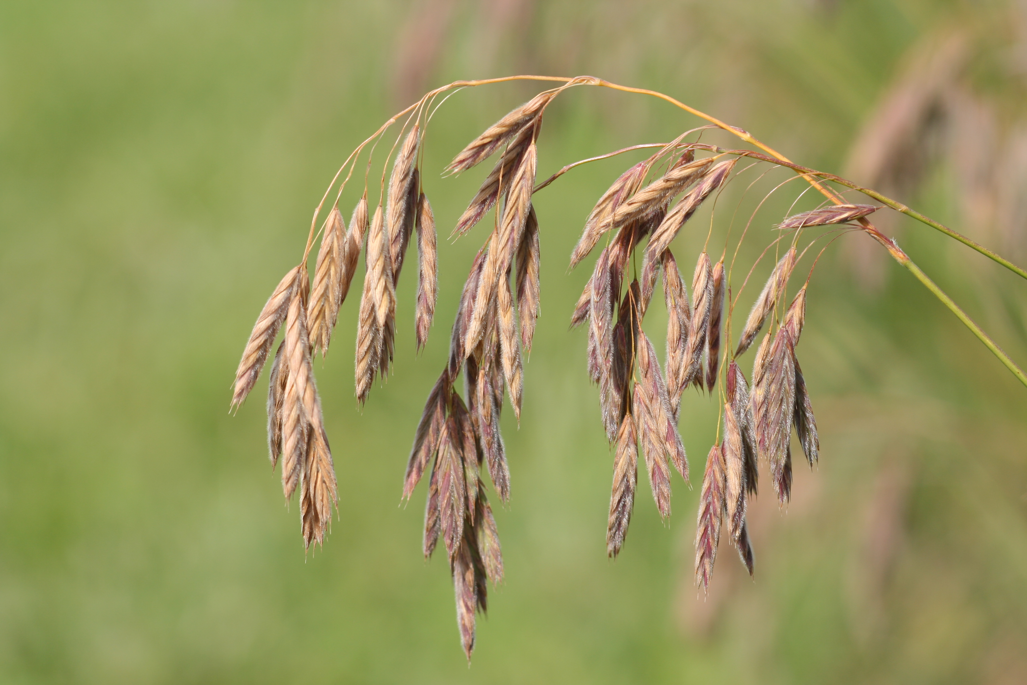 Bromus kalmii (arctic brome) inflorescence