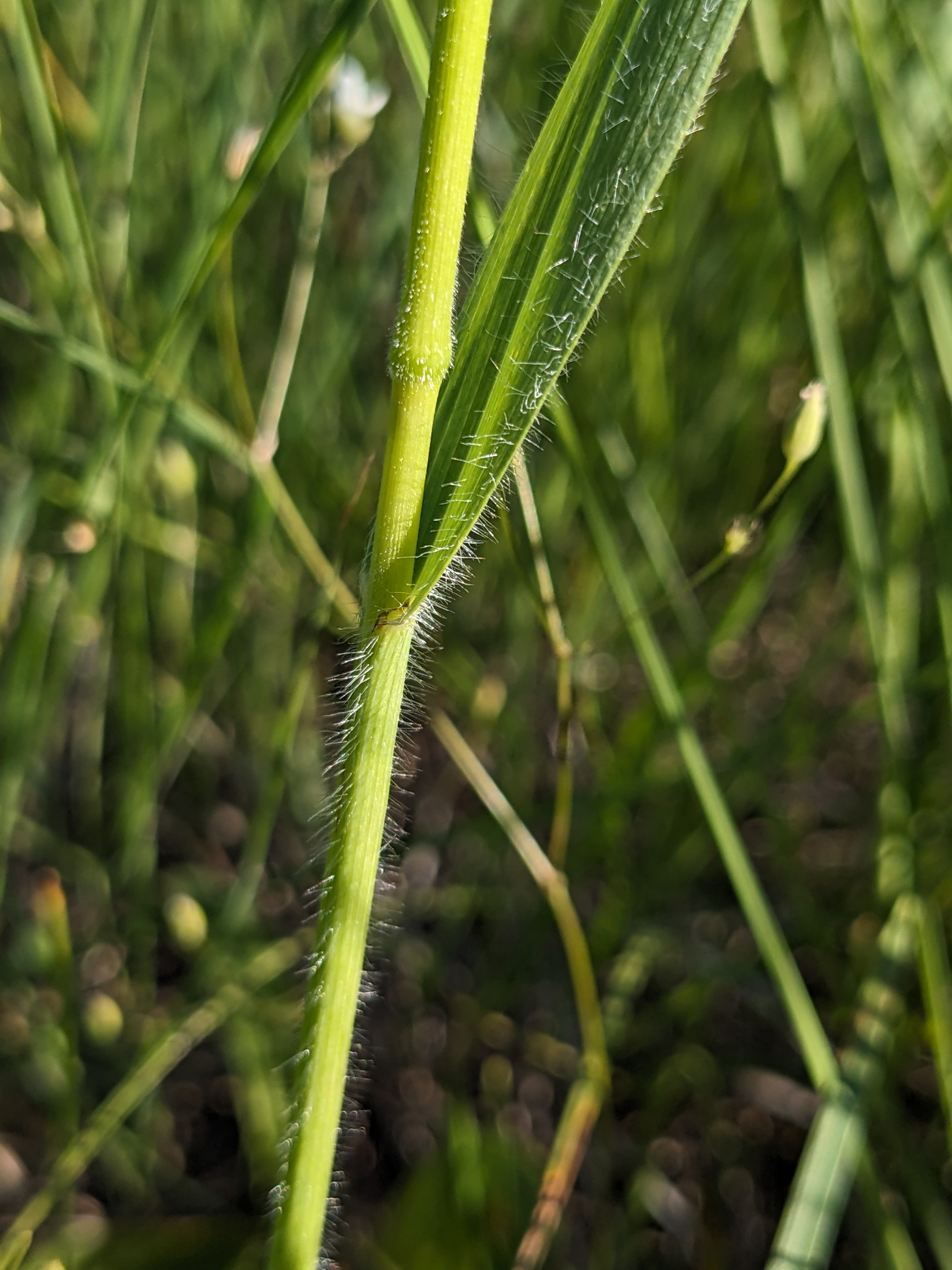 Bromus kalmii (arctic brome) leaf and stem
