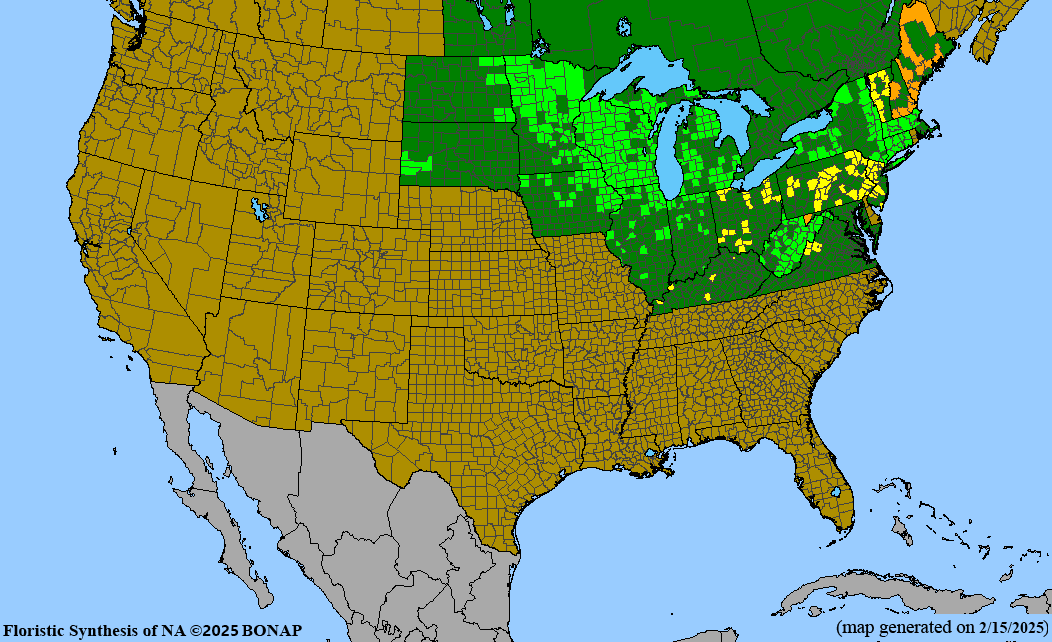 Bromus kalmii (arctic brome) BONAP map