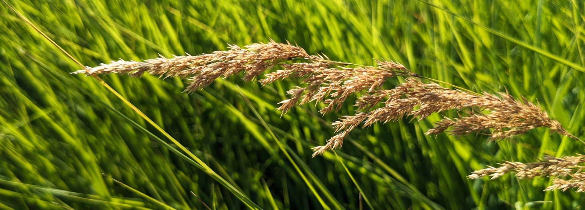 Calamagrostis canadensis (bluejoint) header image