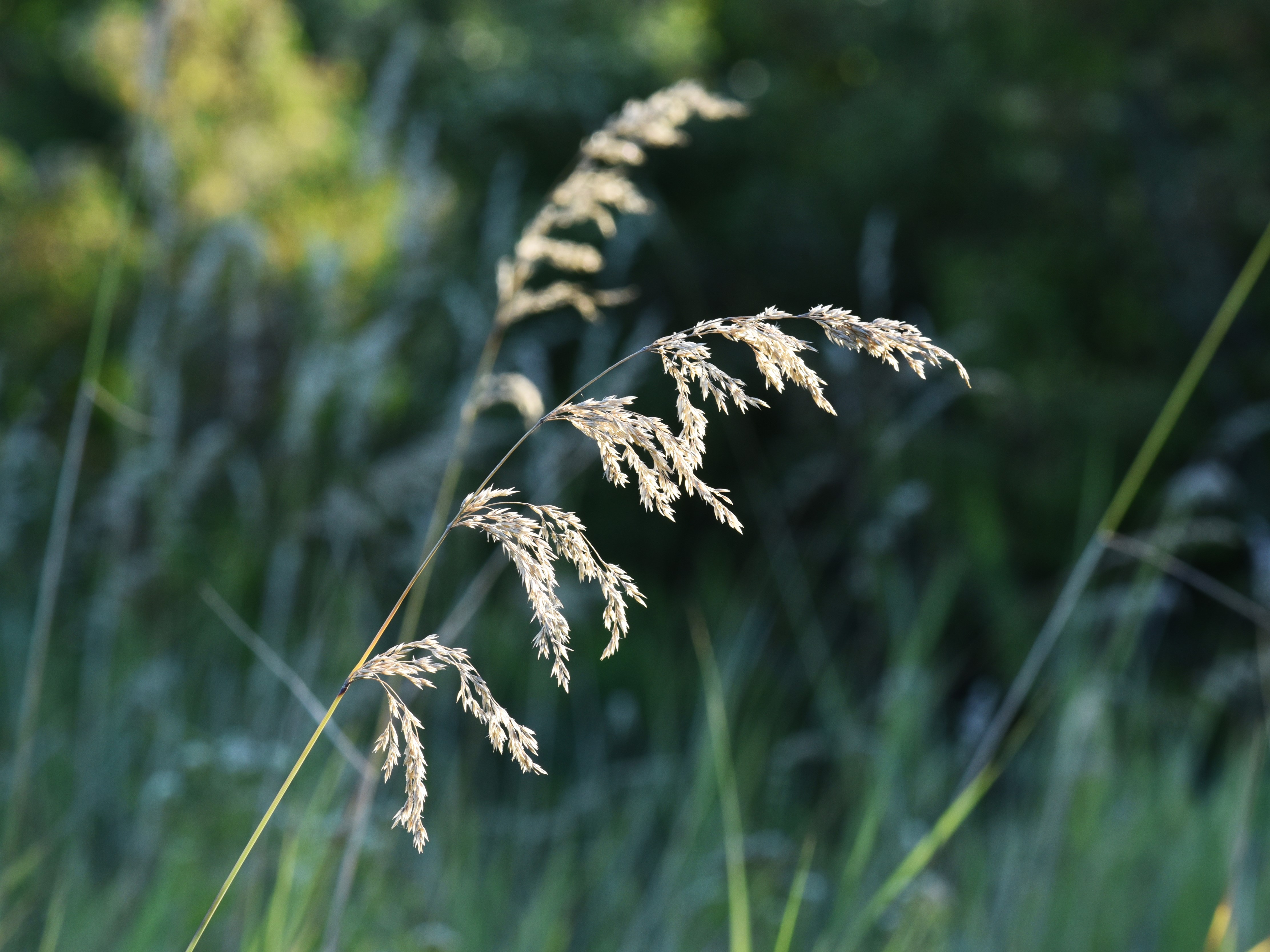 Calamagrostis canadensis (bluejoint) inflorescence