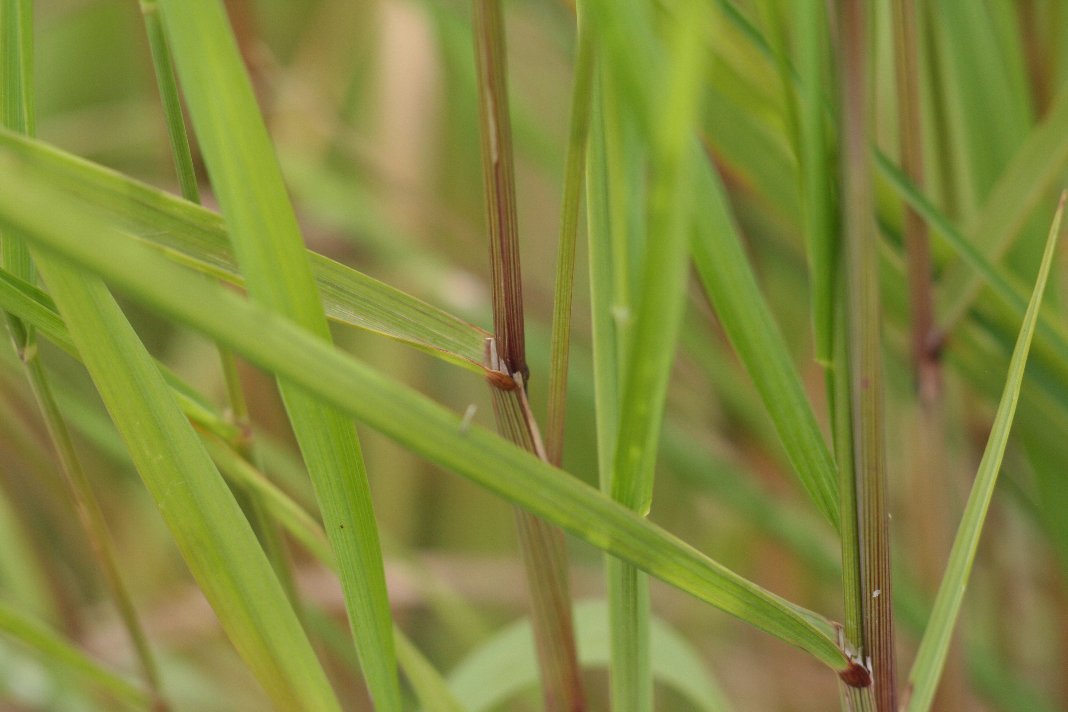 Calamagrostis canadensis (bluejoint) leaves and stem