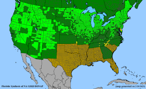 Calamagrostis canadensis (bluejoint)  BONAP map