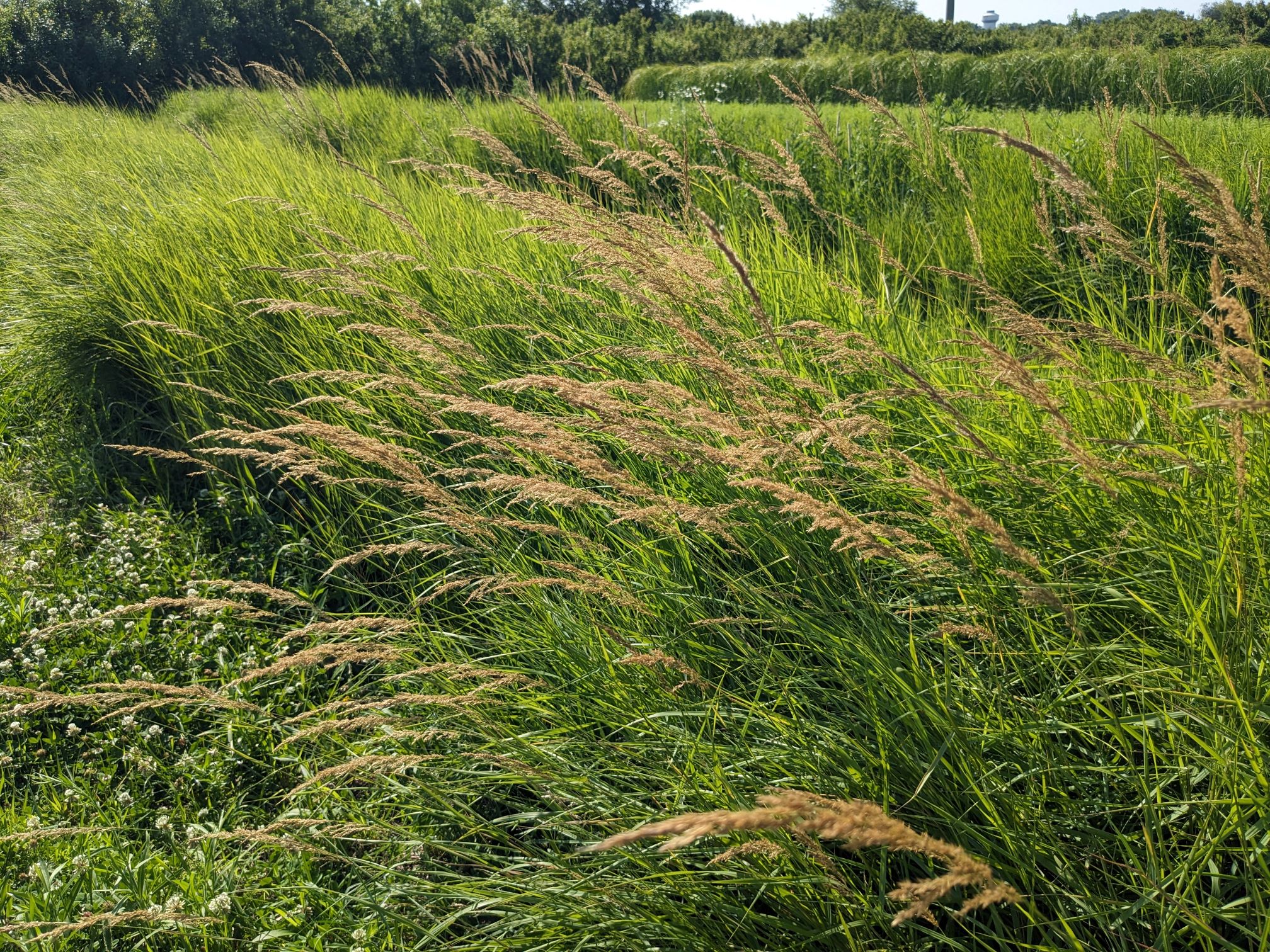 Calamagrostis canadensis (bluejoint) whole plant