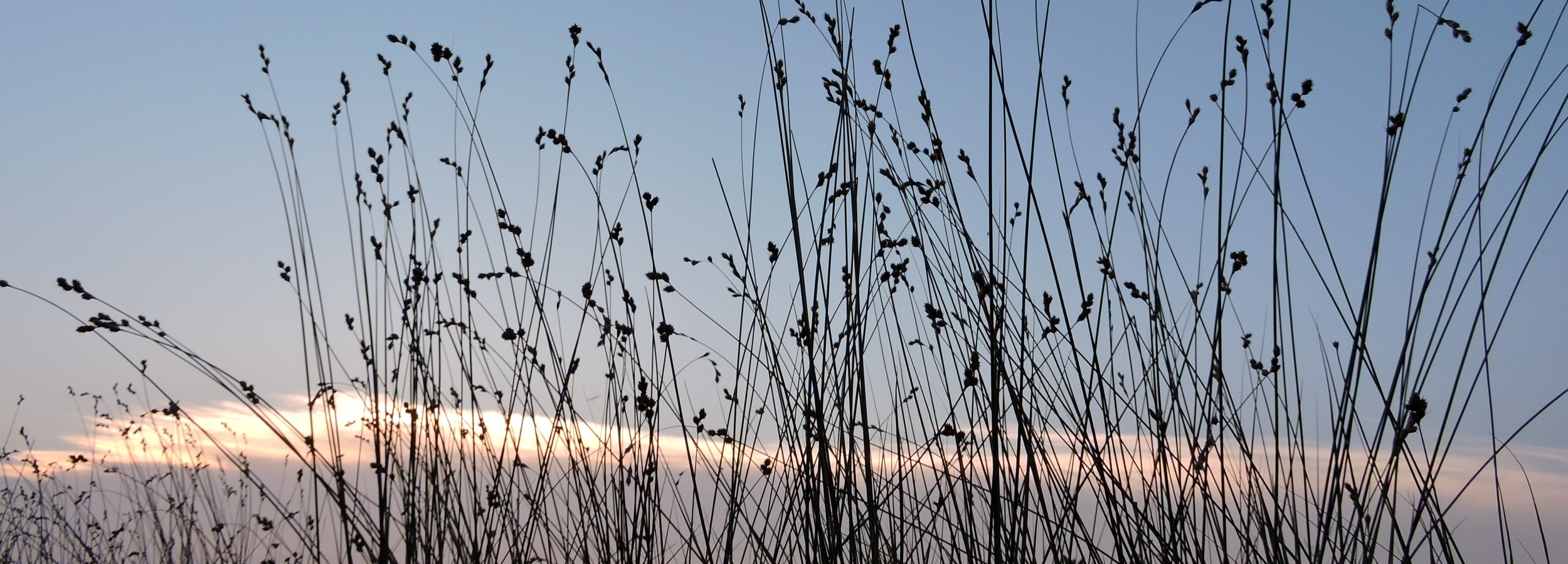 Bicknell's sedge header image