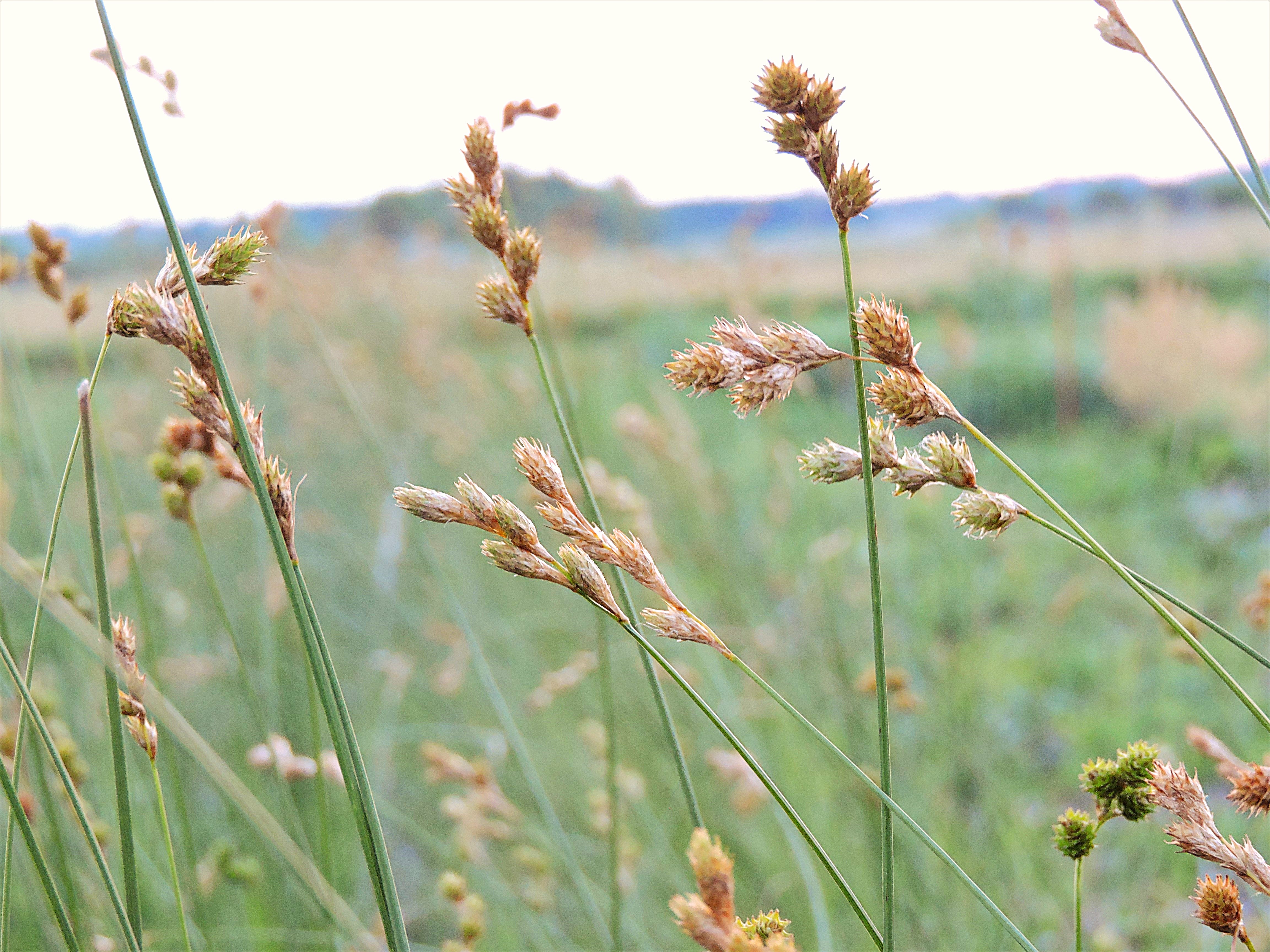 Bicknell's sedge inflorescence 