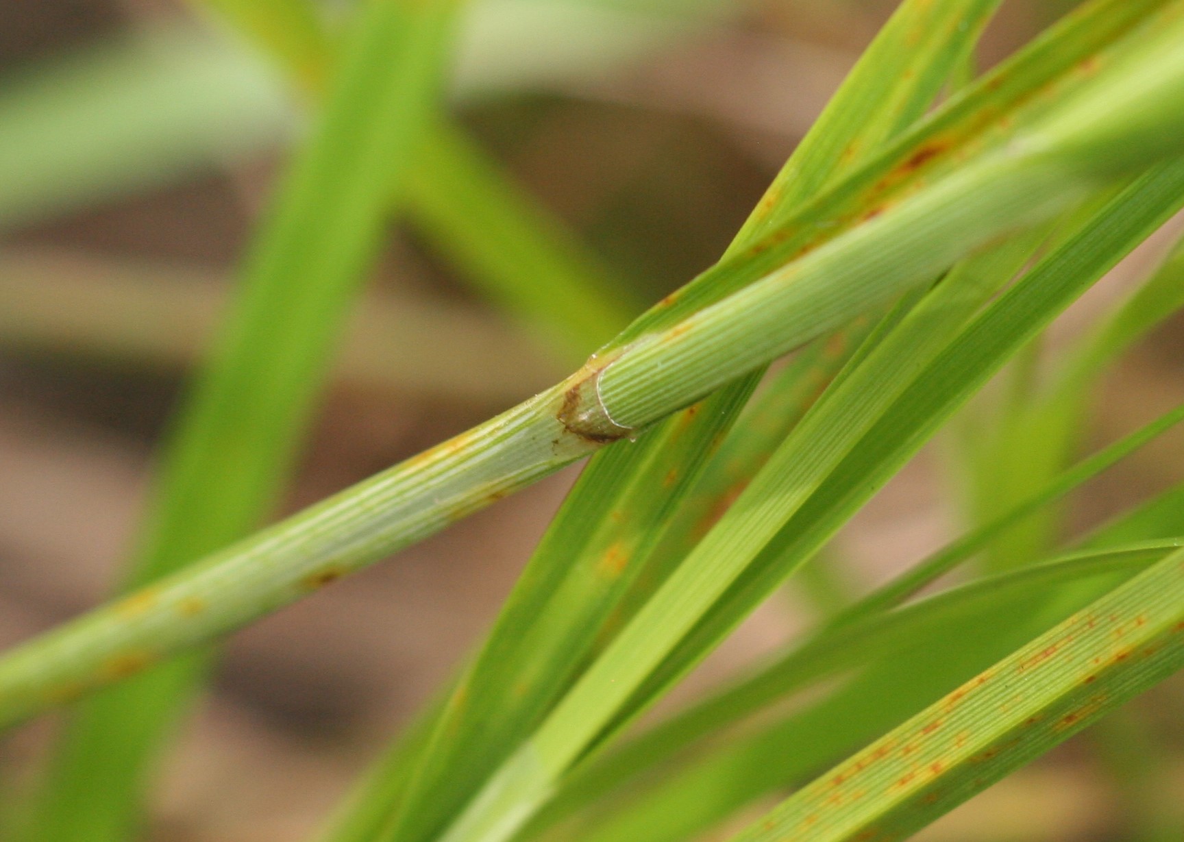 Bicknell's sedge leaf and stem