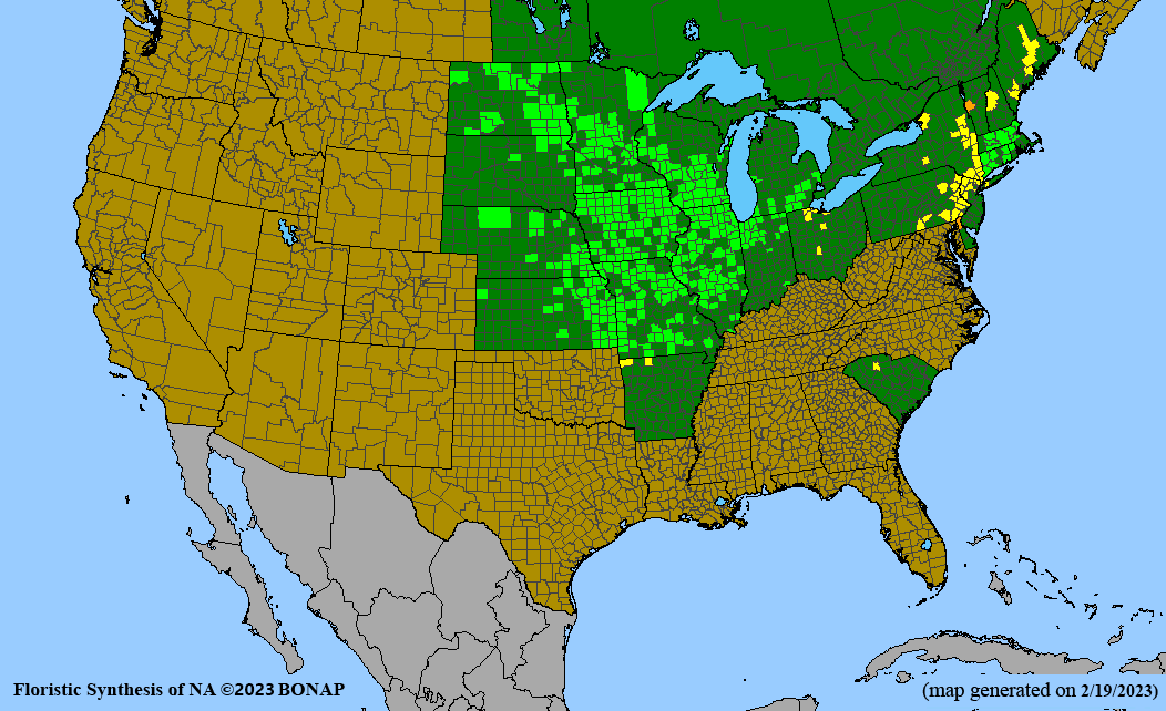 Bicknell's sedge BONAP Map