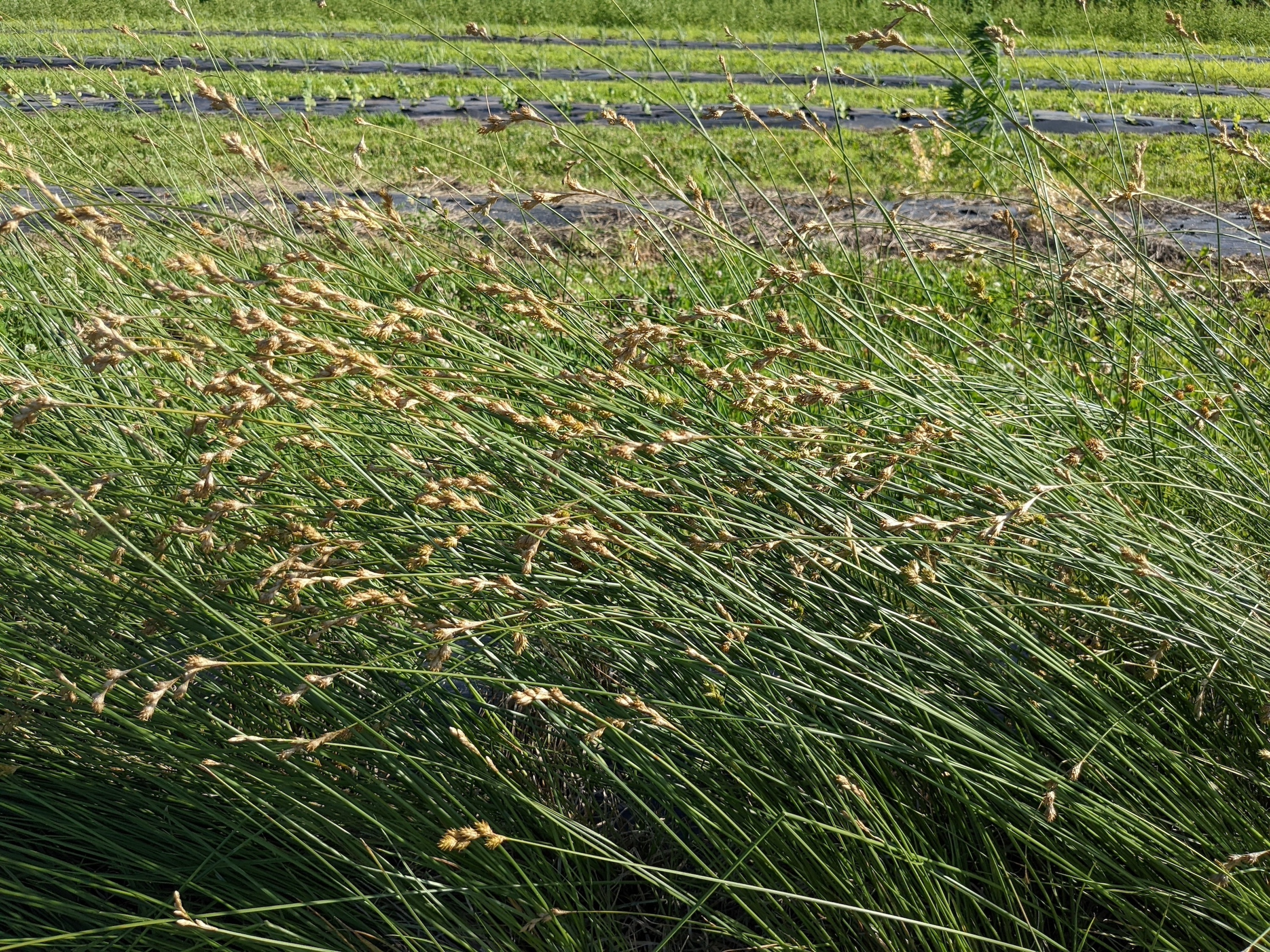 Bicknell's sedge whole plant