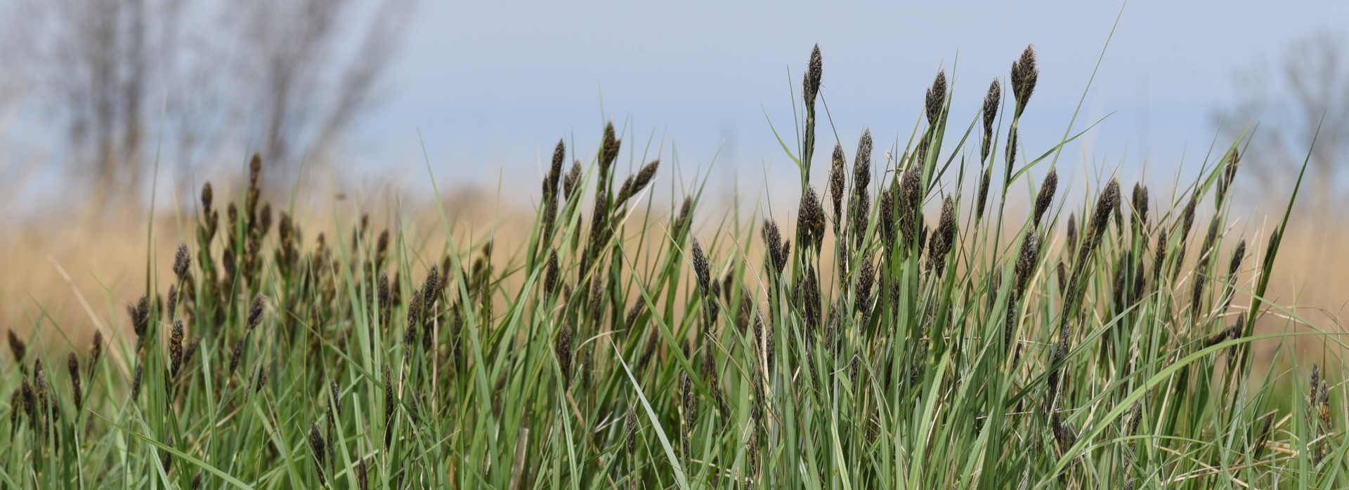 Carex buxbaumii (Buxbaum's sedge) header image