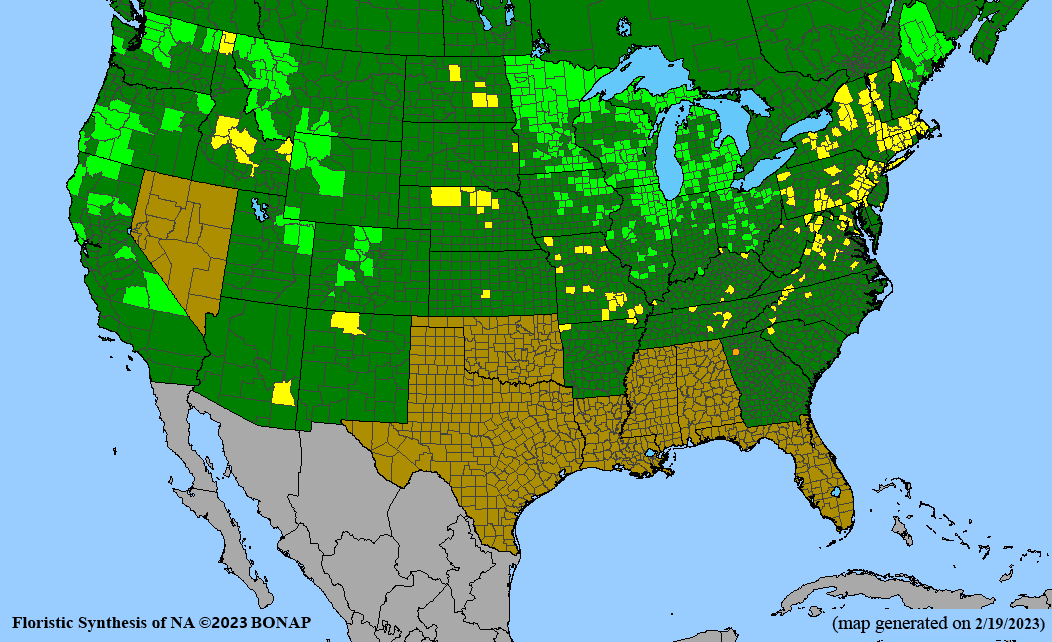 Carex buxbaumii (Buxbaum's sedge) BONAP map