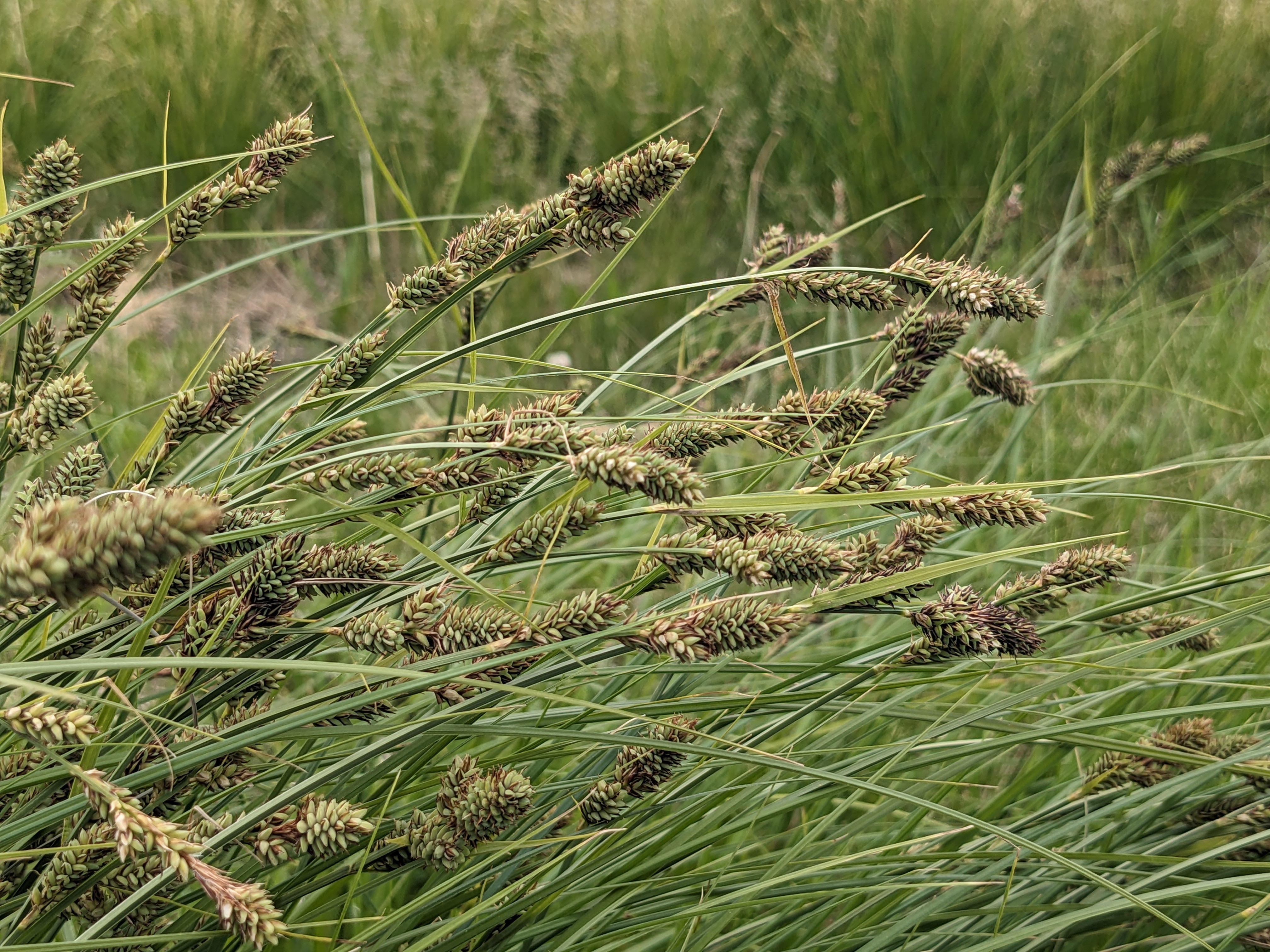 Carex buxbaumii (Buxbaum's sedge) seedheads