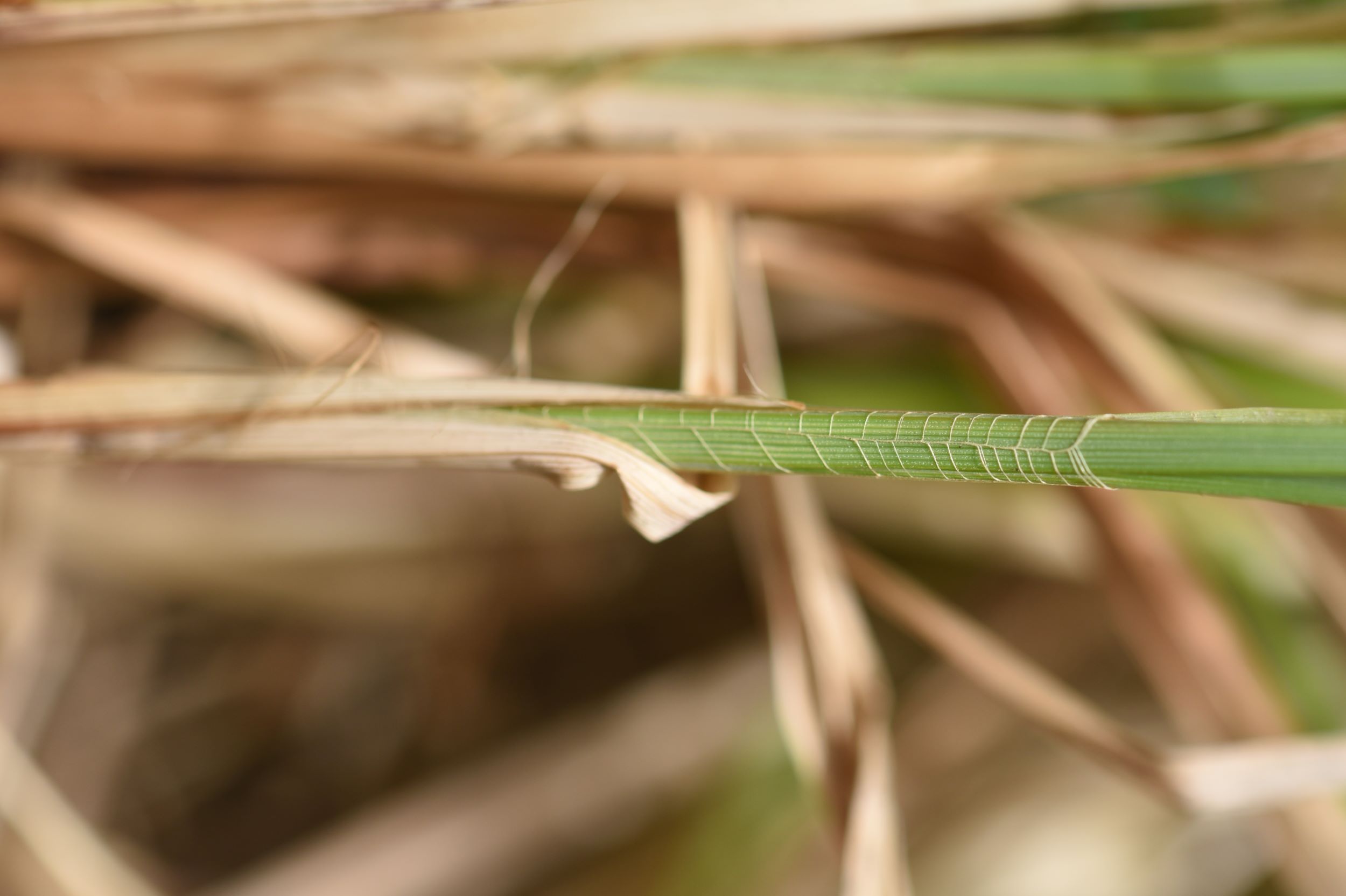 Carex buxbaumii (Buxbaum's sedge) sheath