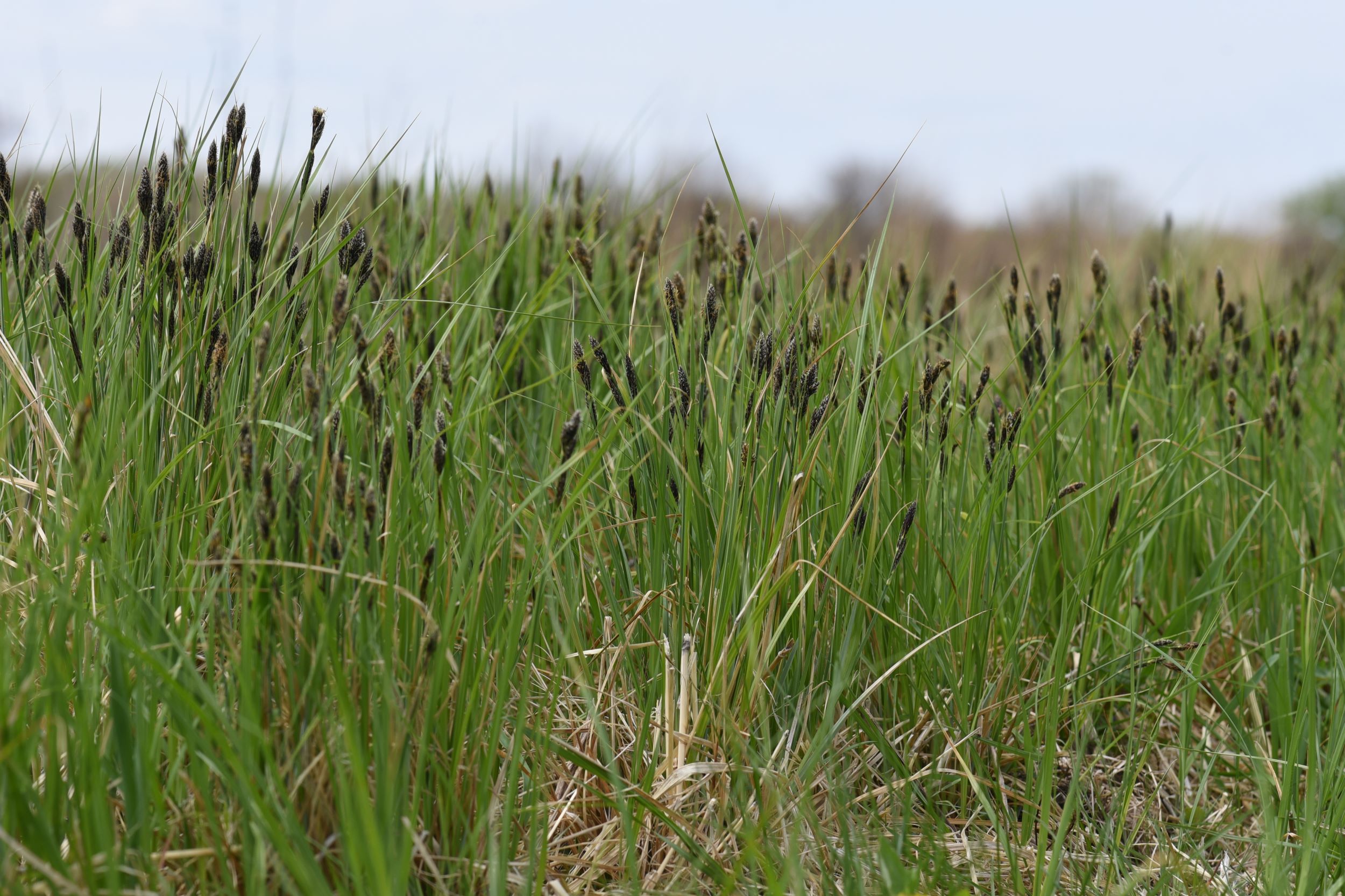 Carex buxbaumii (Buxbaum's sedge) whole plant