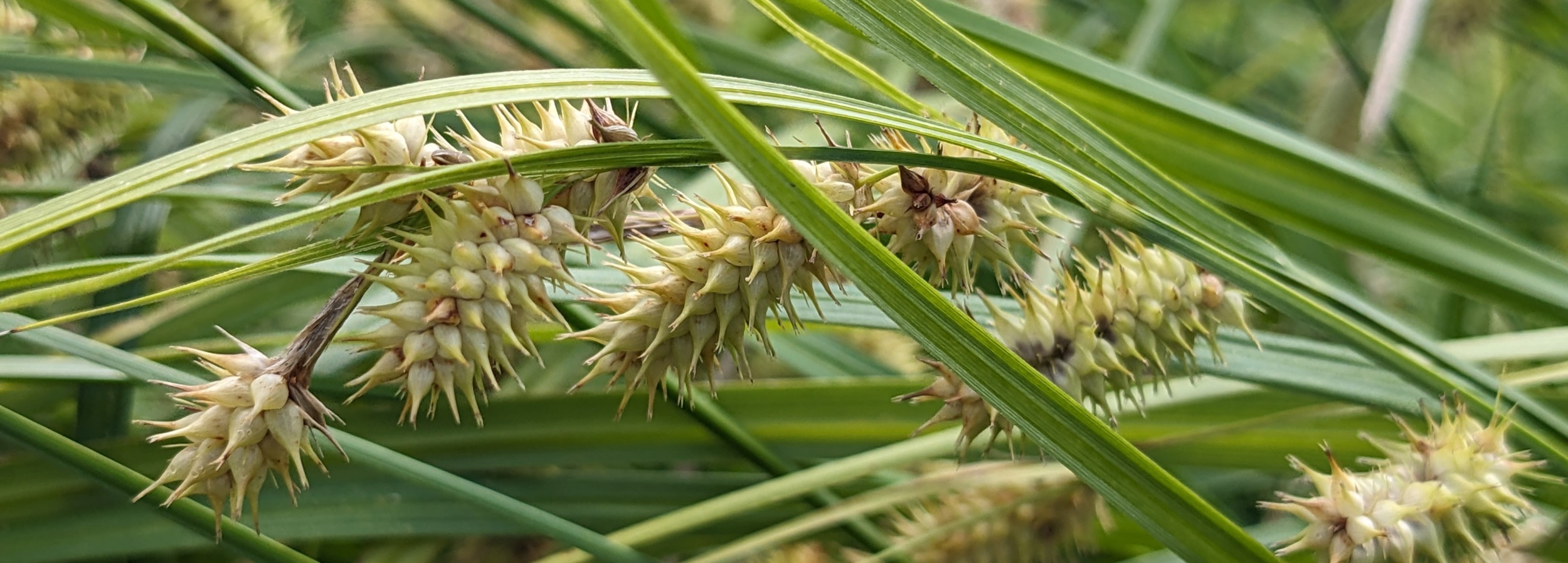 bottlebrush sedge header image