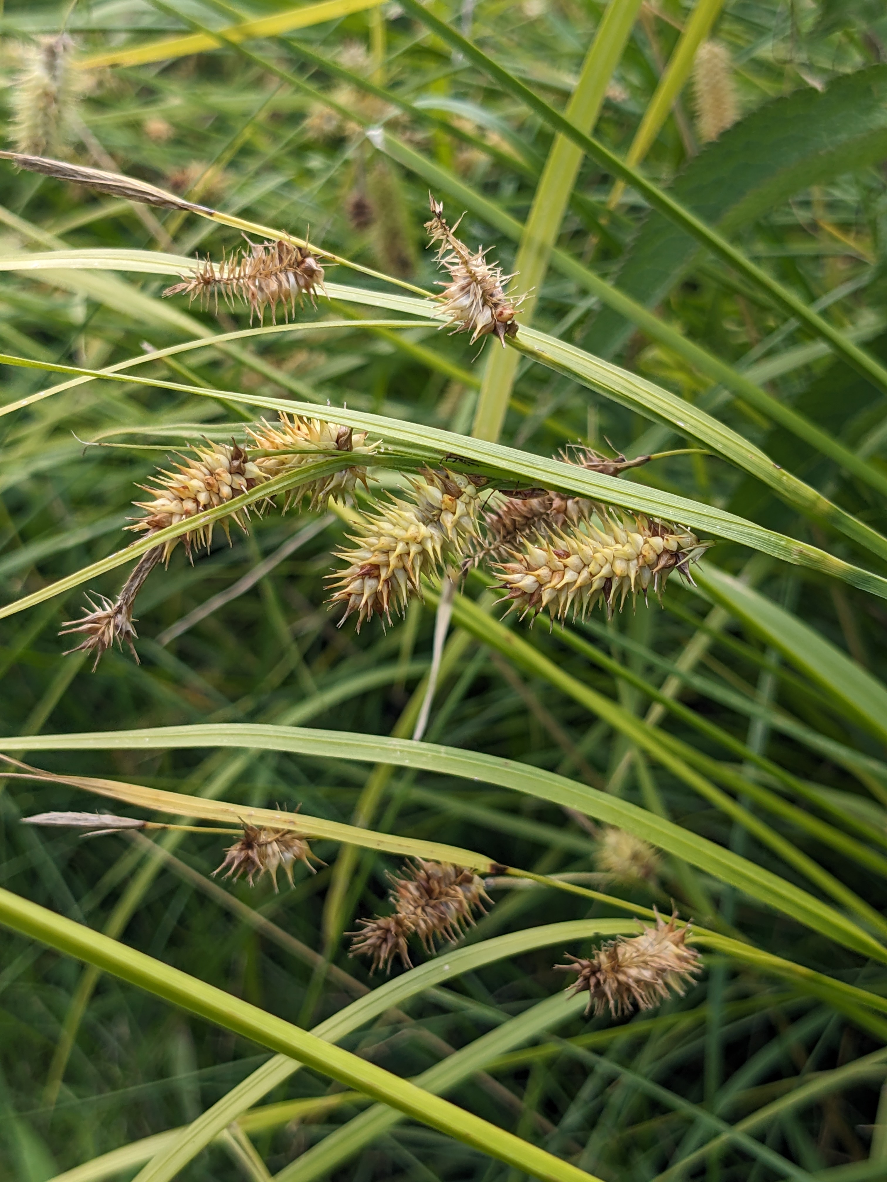 bottlebrush sedge inflorescence