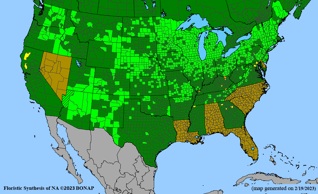 bottlebrush sedge BONAP map