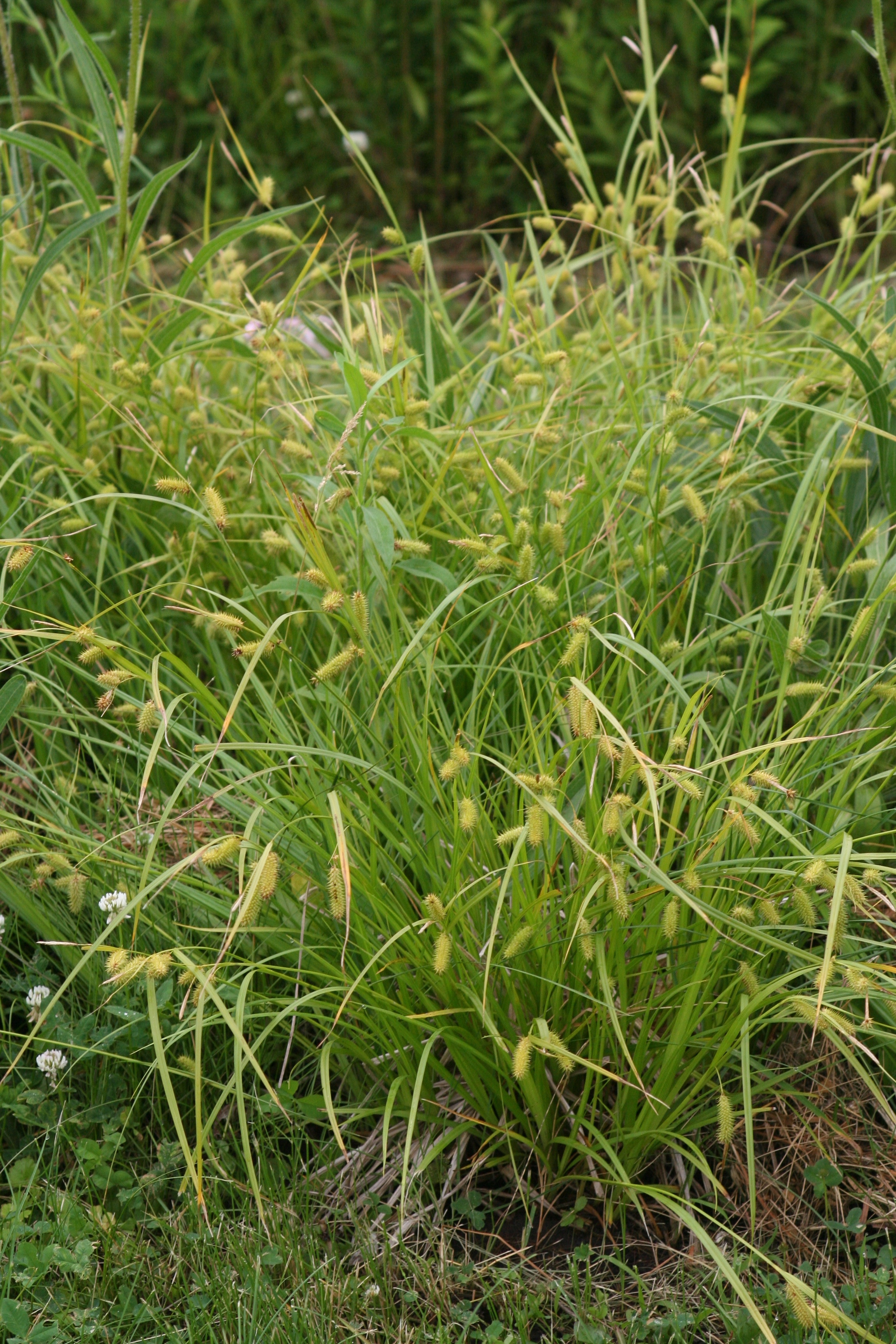 bottlebrush sedge whole plant