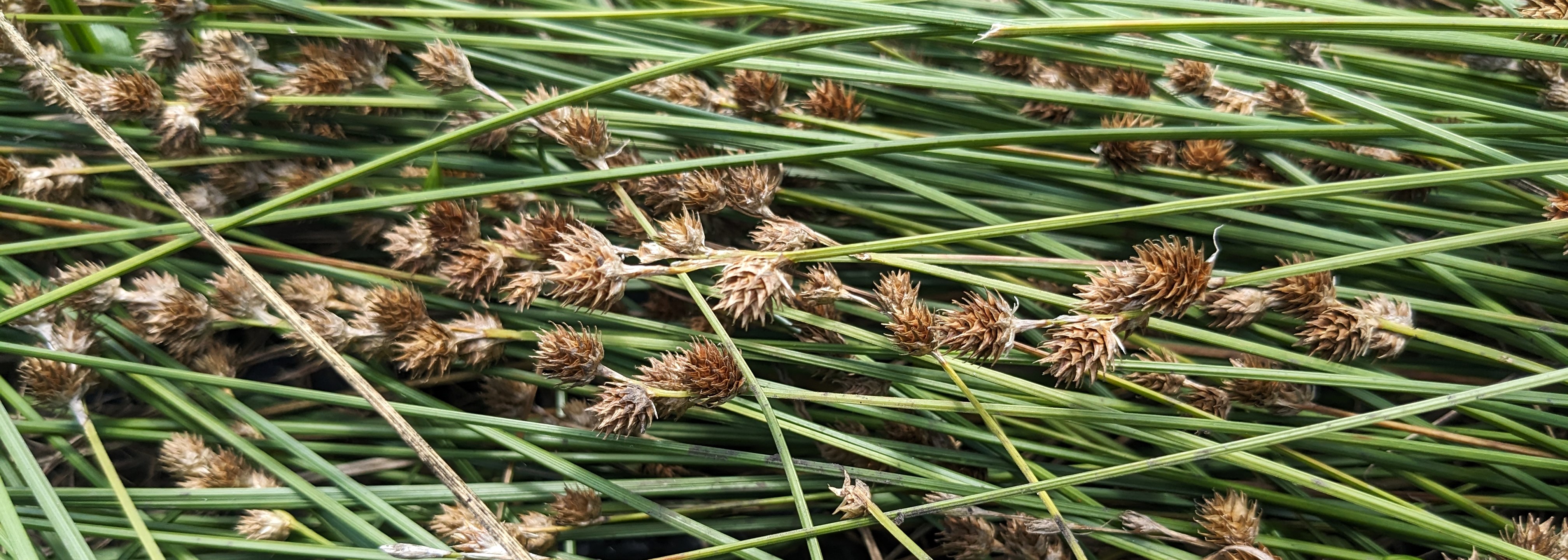 Carex molesta (troublesome sedge) header image
