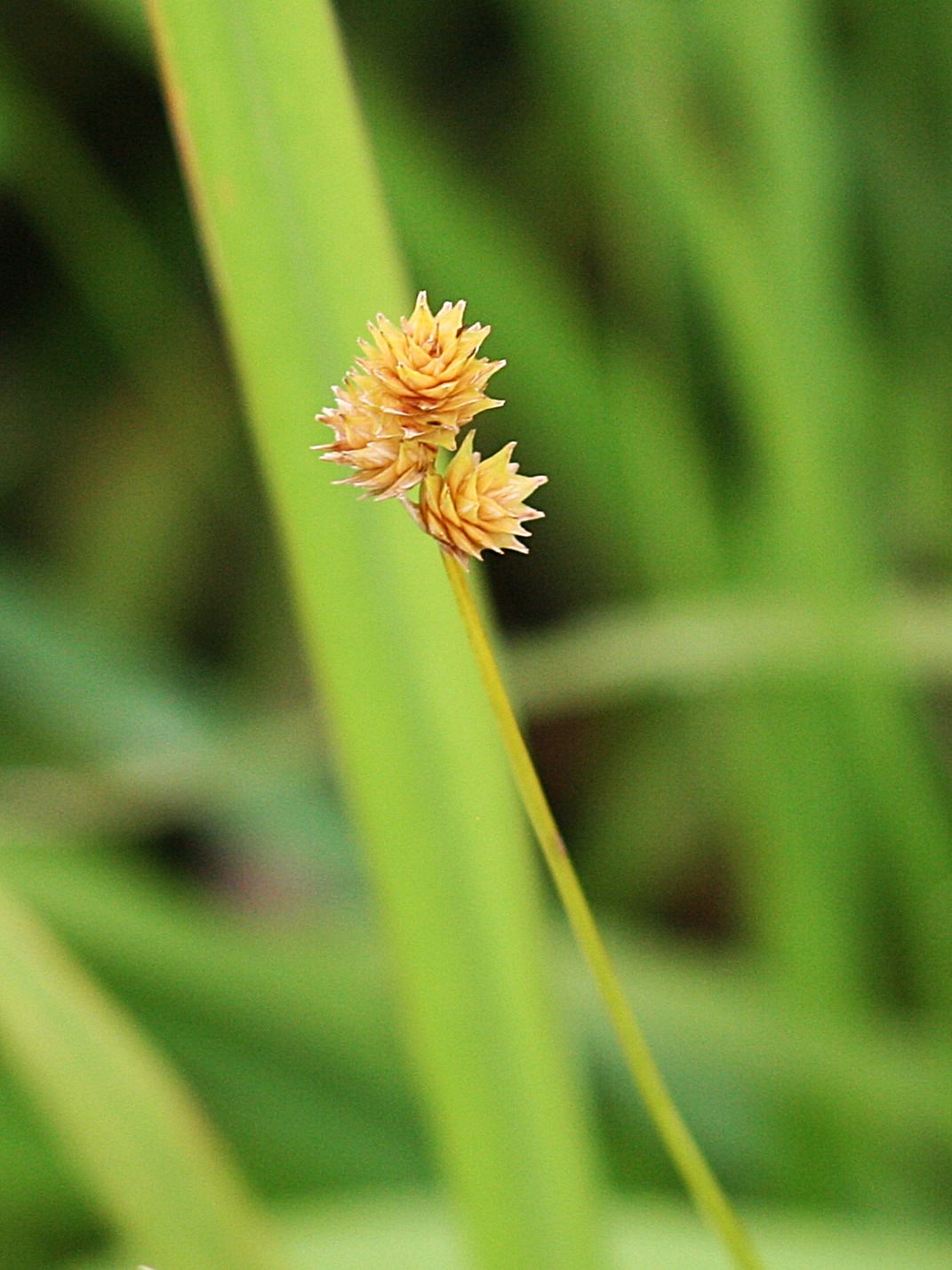 Carex molesta (troublesome sedge) inflorescence