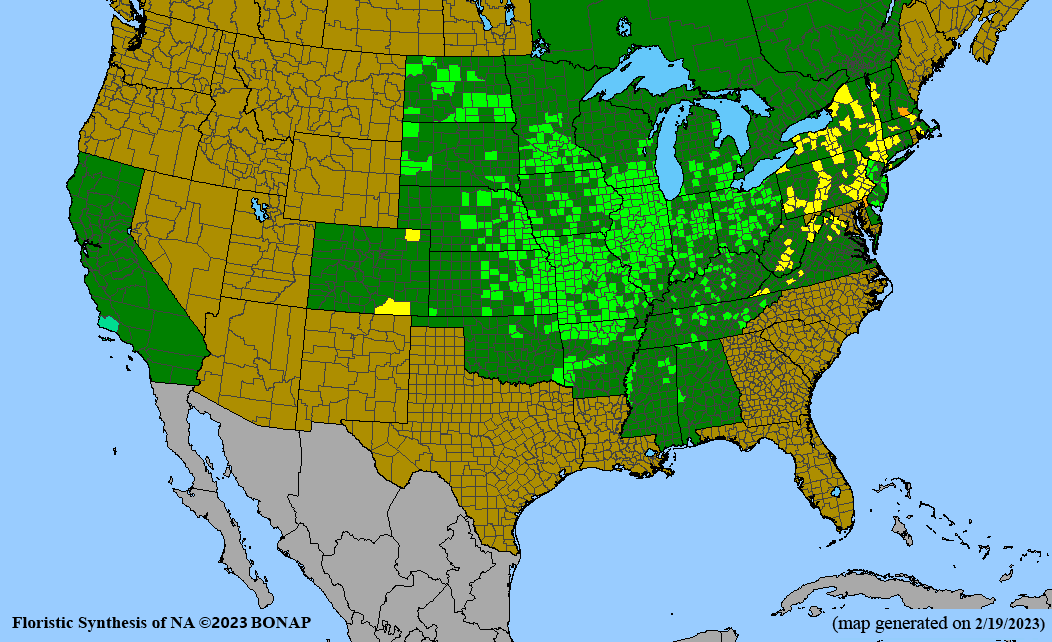 Carex molesta (troublesome sedge) BONAP map