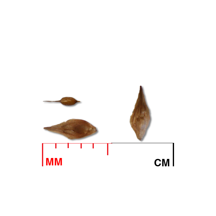 broom sedge seed