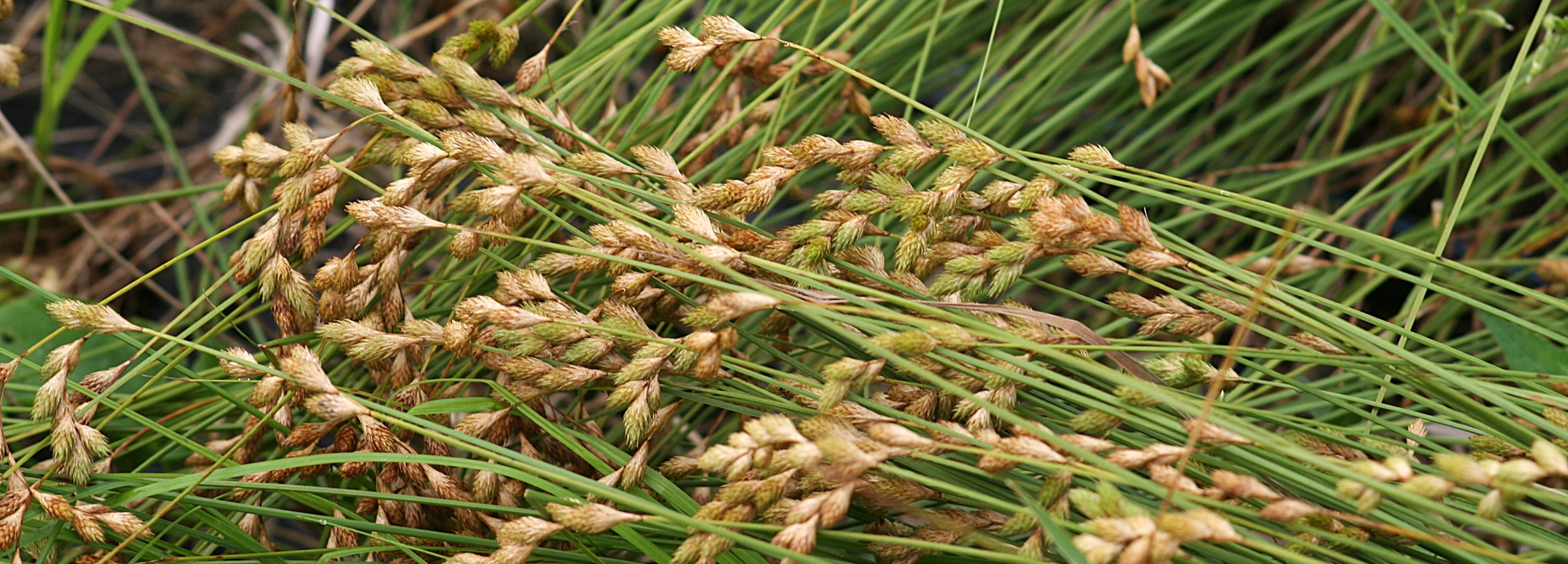 broom sedge header image