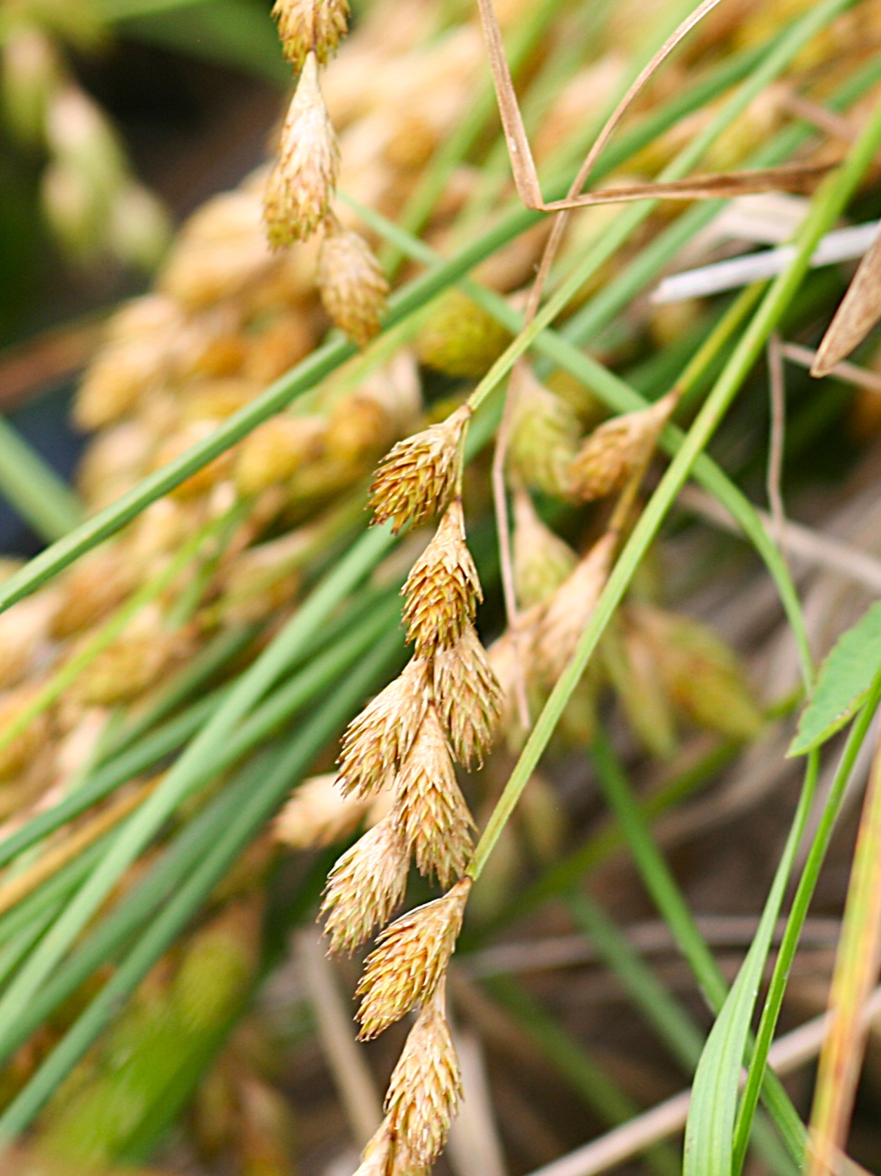 broom sedge inflorescence