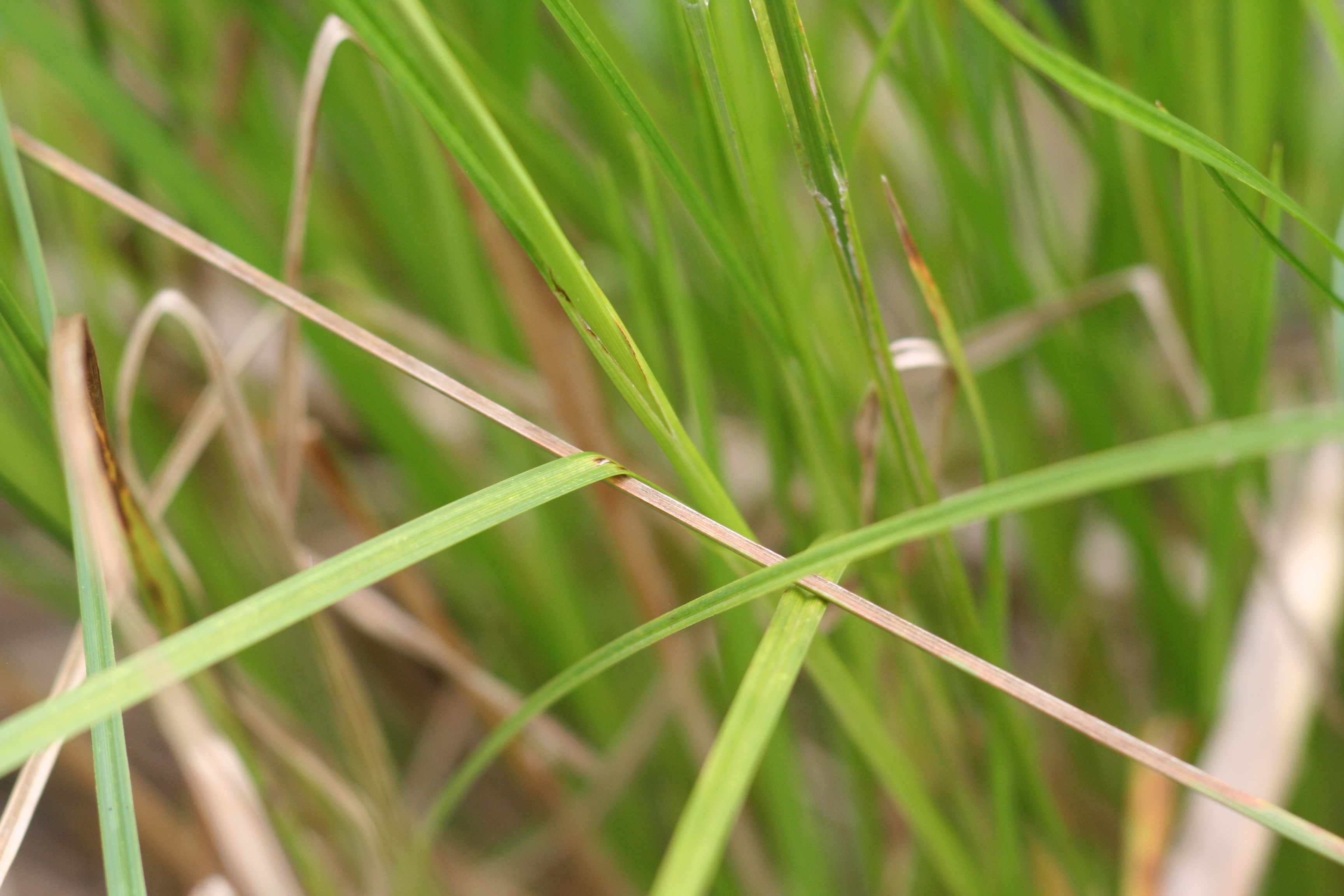 broom sedge leaf and stem