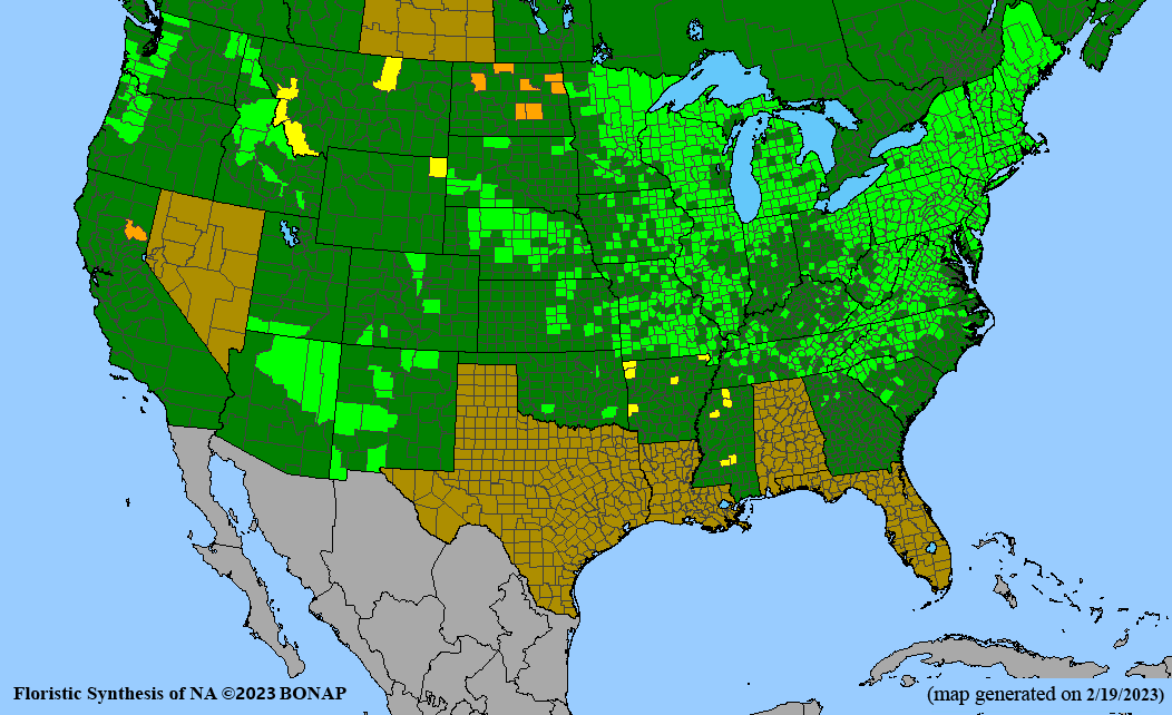 broom sedge BONAP map