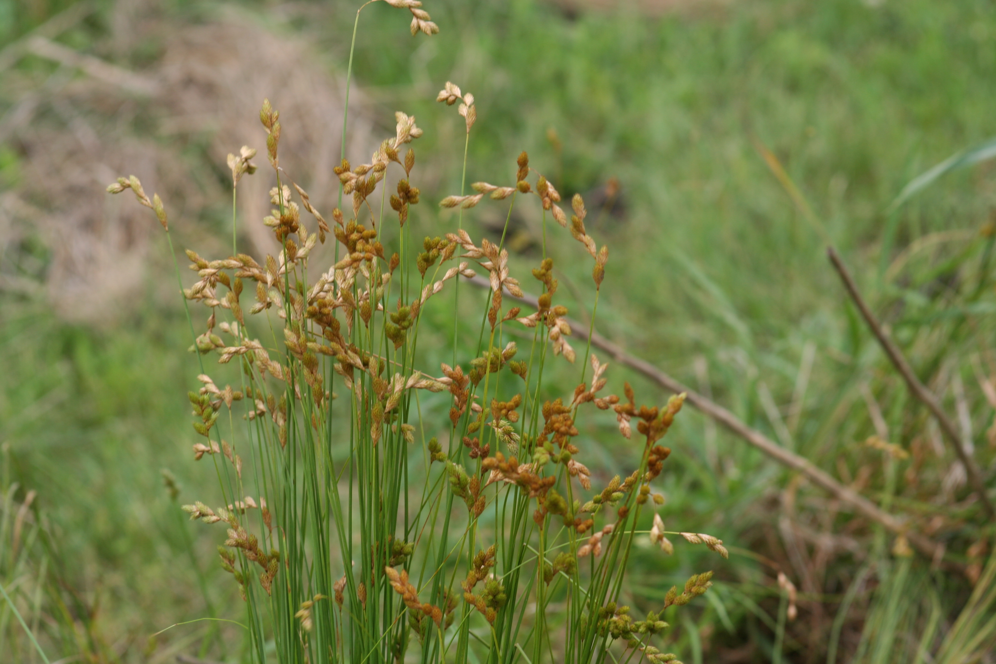 Broom sedge whole plant