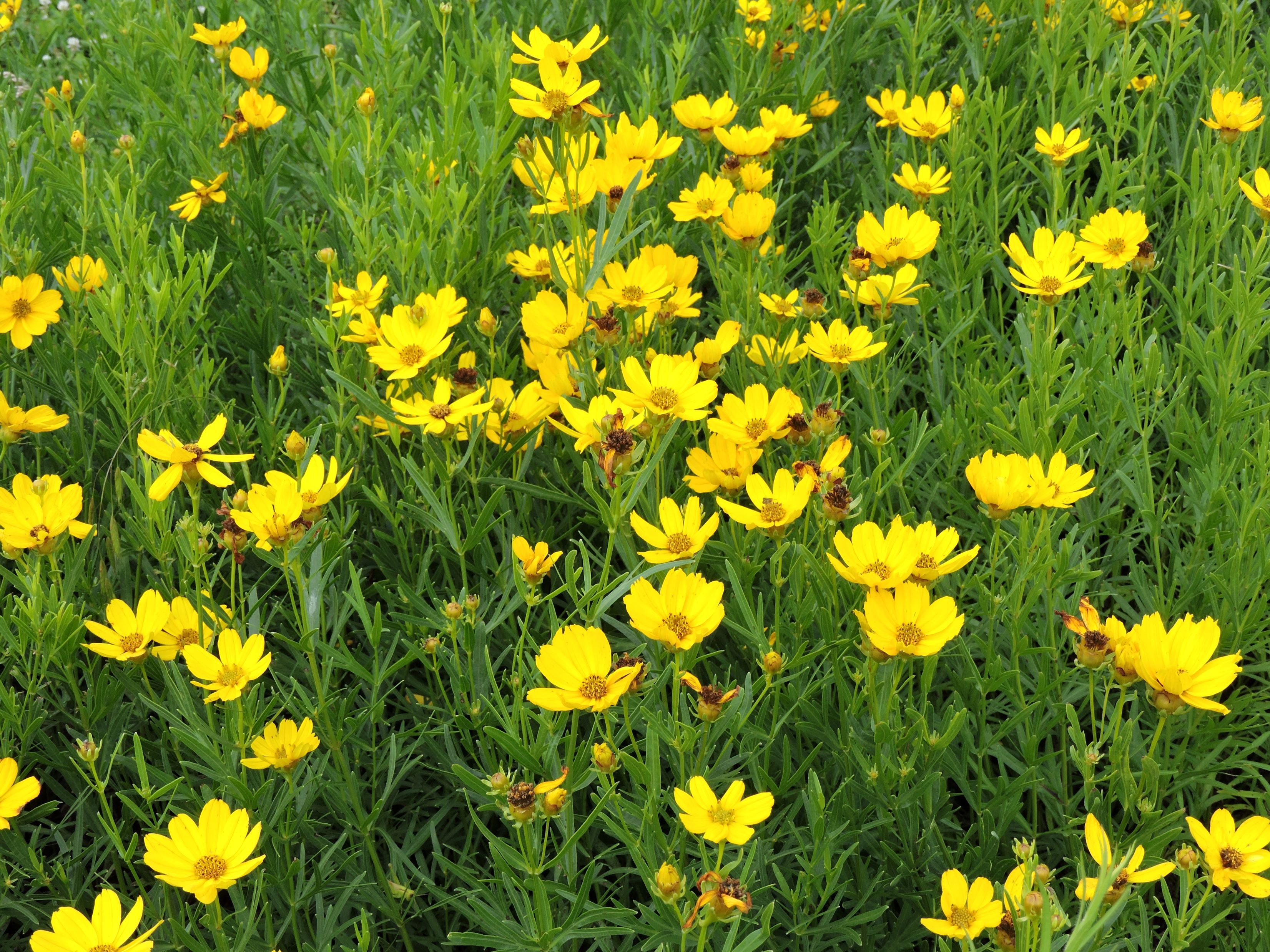 Coreopsis palmata (stiff tickseed) flower)