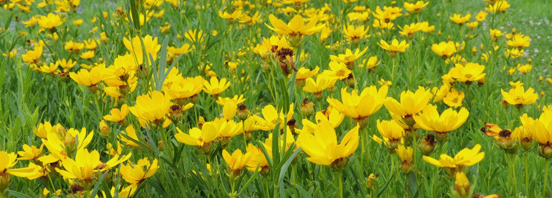 Coreopsis palmata (stiff tickseed) header image