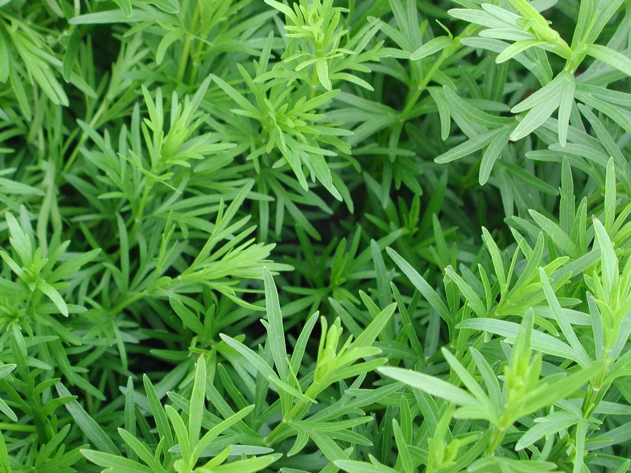 Coreopsis palmata (stiff tickseed) leaf