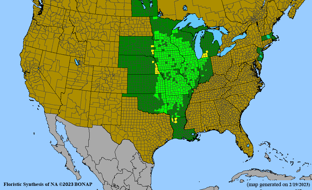 Coreopsis palmata (stiff tickseed) BONAP map